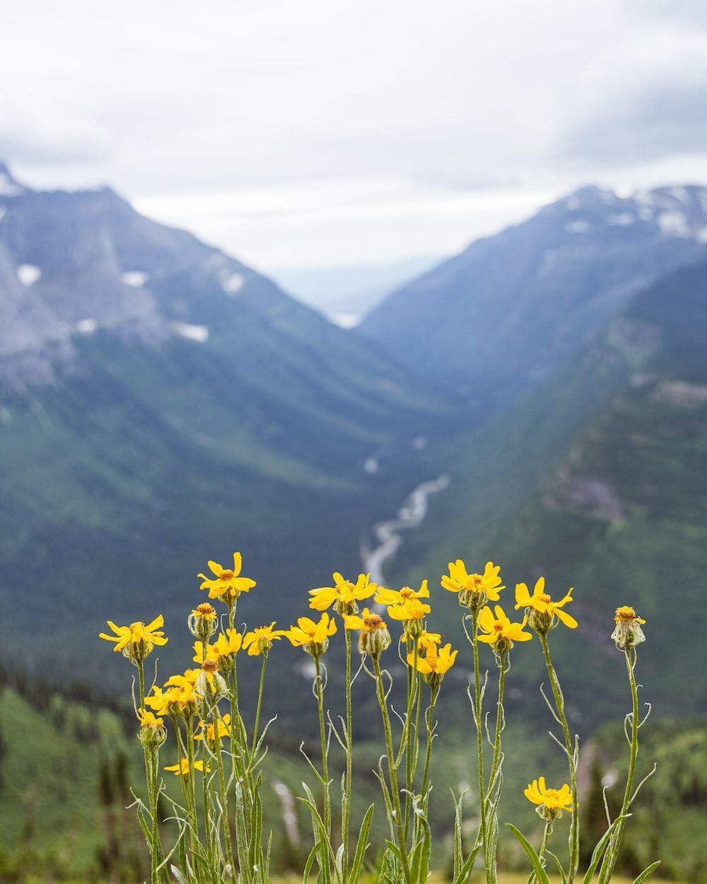 1000x1250 Mountain Flowers Picture. Download Free Image