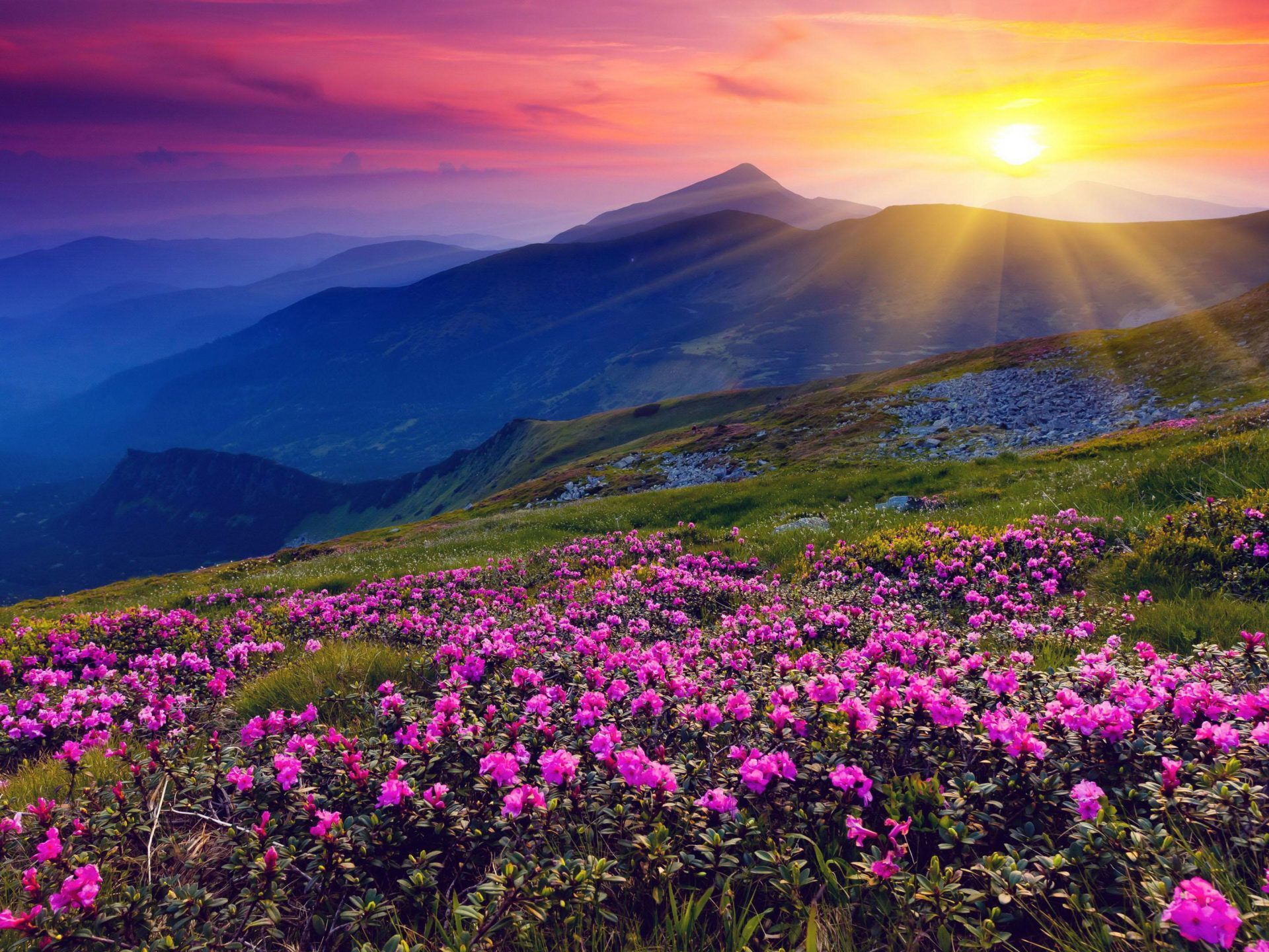 1920x1440 Pink Mountain Meadow With Flowers And Green Grass Mountains And Red Sky Sunset The Sun Desktop Wallpaper HD Free Download 3840x2400 :