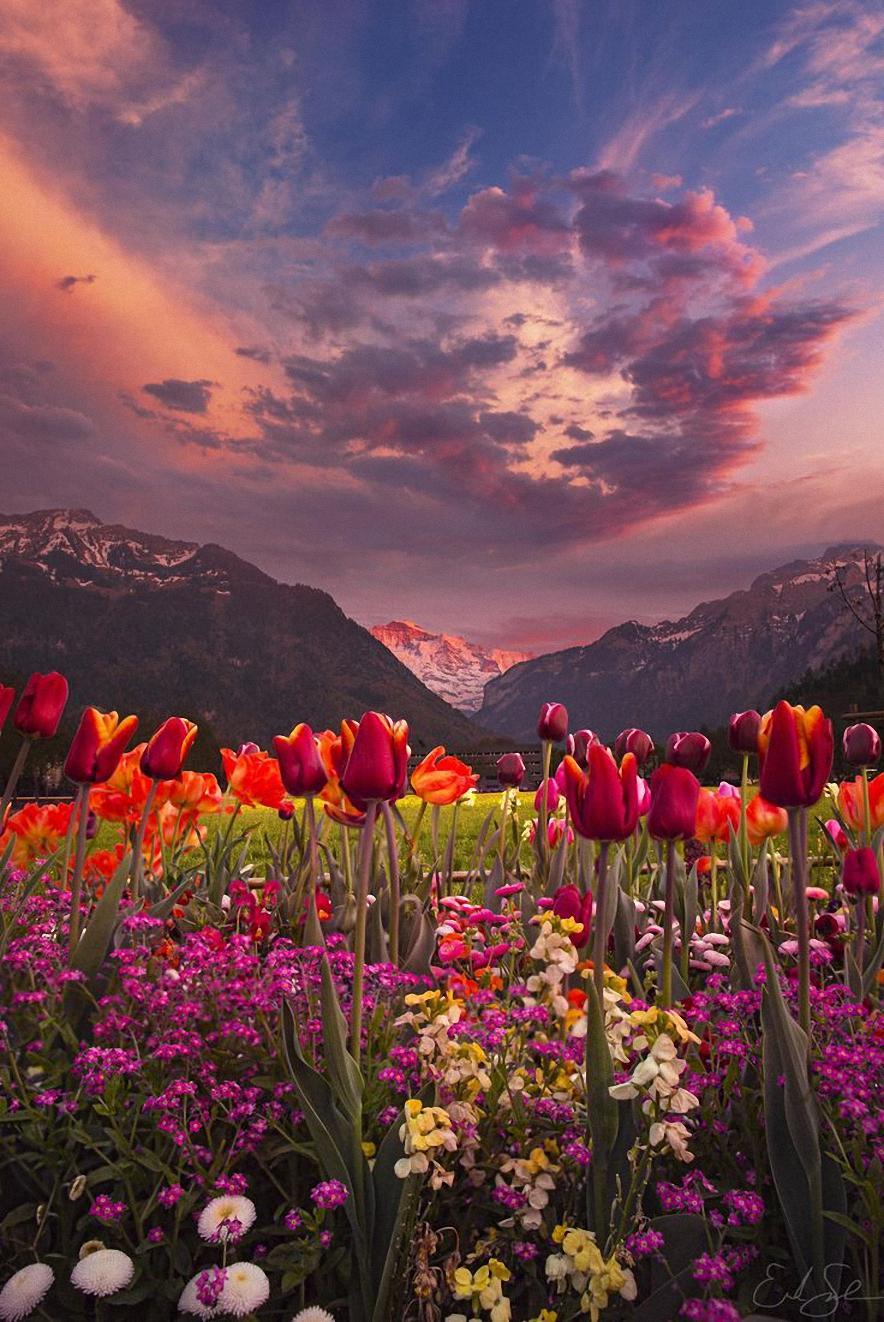 884x1322 Mountain Flowers Phone Wallpaper