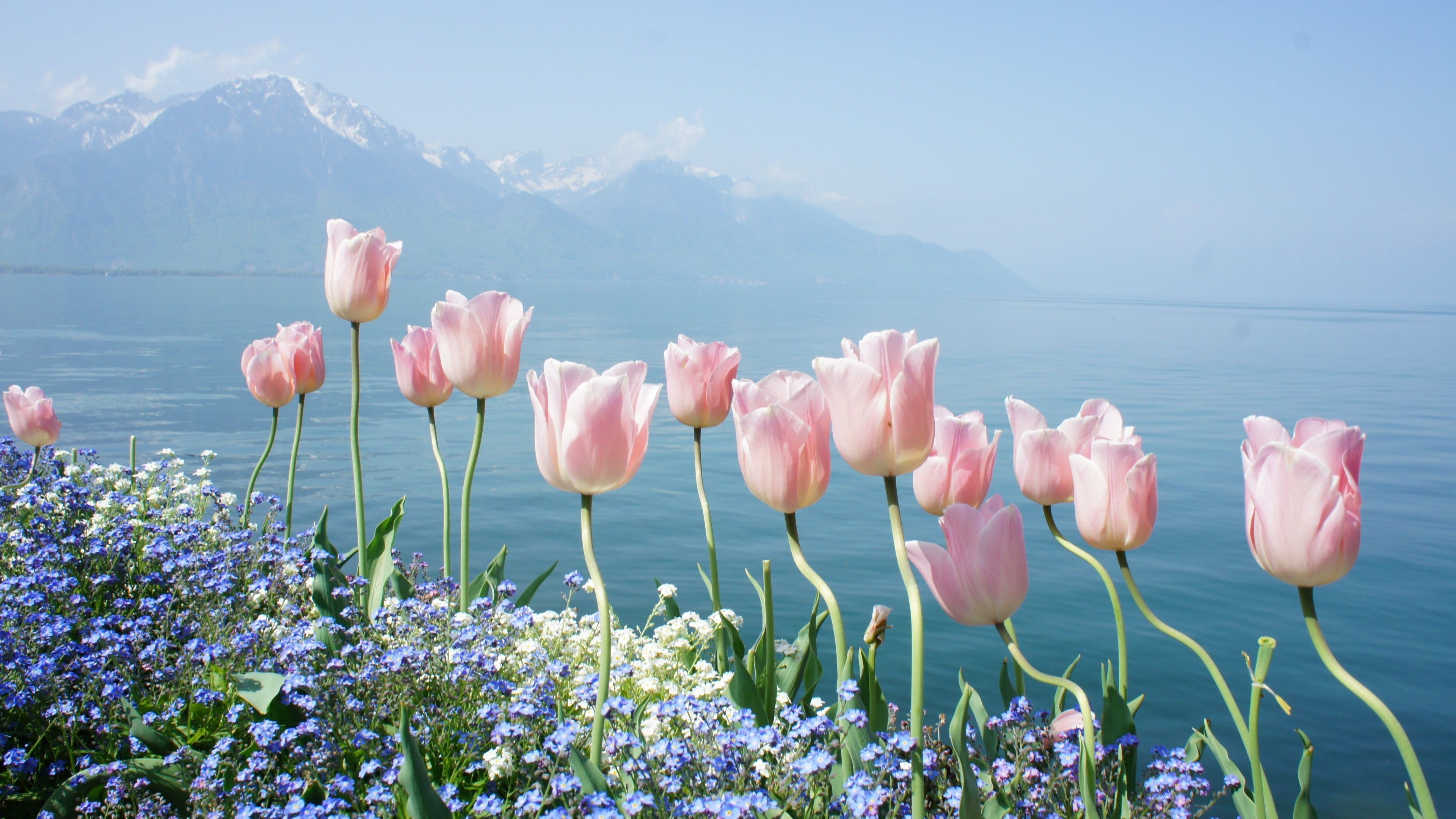 3840x2160 Wallpaper / tulip, 4k, HD wallpaper, spring flowers, mountains free download