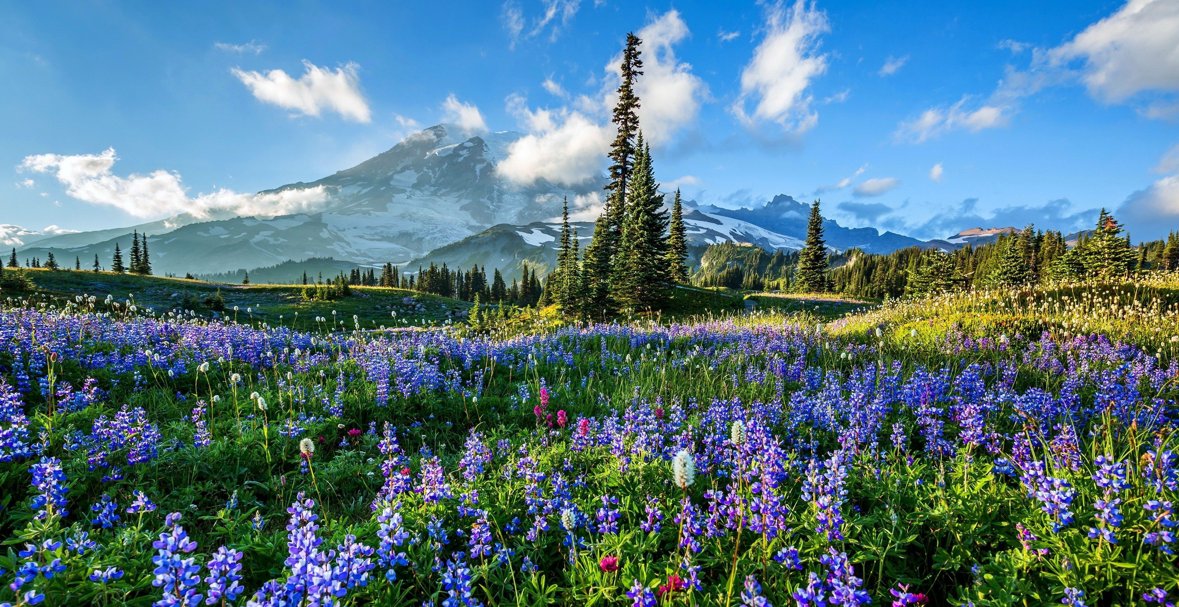 3839x1975 Mount Rainier HD Wallpaper and Background