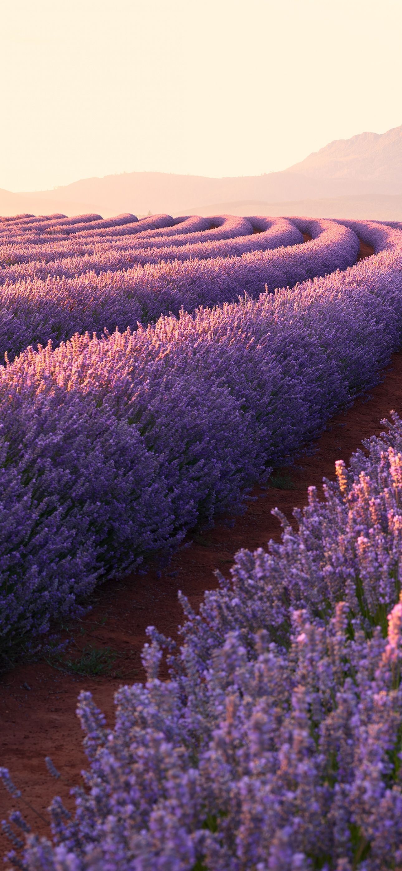 1290x2796 Lavender fields Wallpaper 4K, Lavender flowers, Sunrise