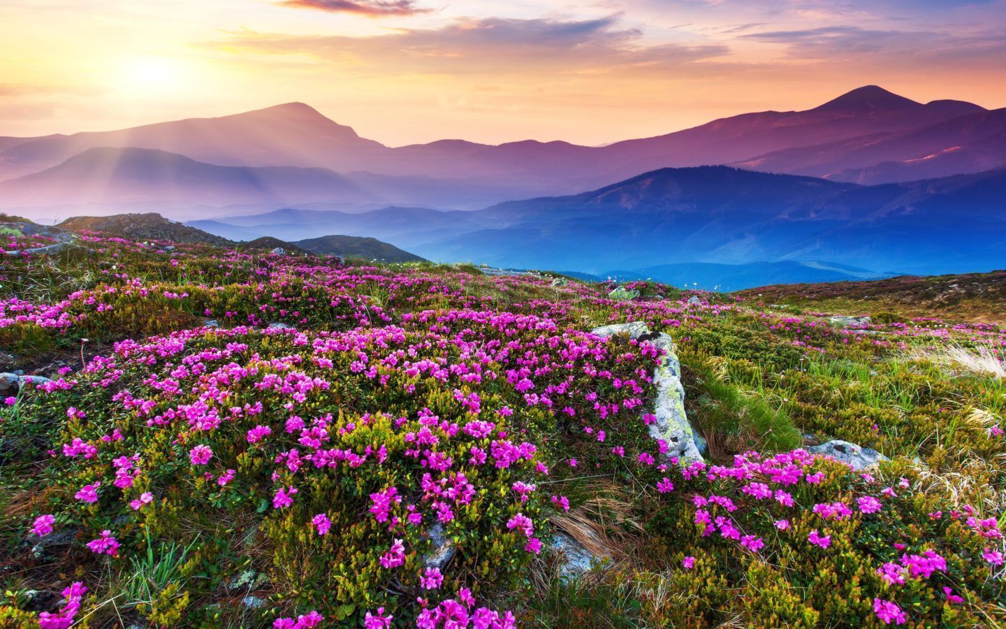 1440x900 Nature Landscape Beautiful Mountain Flowers And Purple Colored Rocks Green Grass Sun Rays Desktop Wallpaper HD :