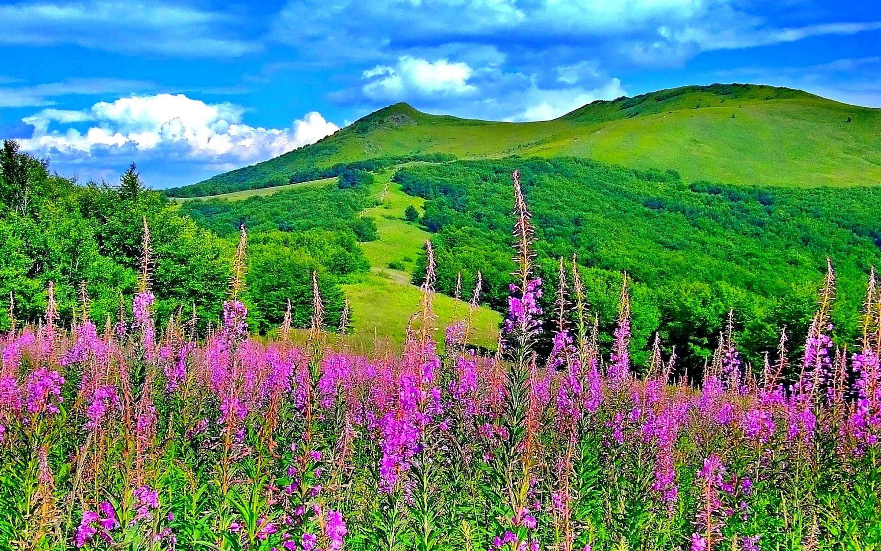 2880x1800 Wonderful Spring Colours In The Nature Flowers And Mountains