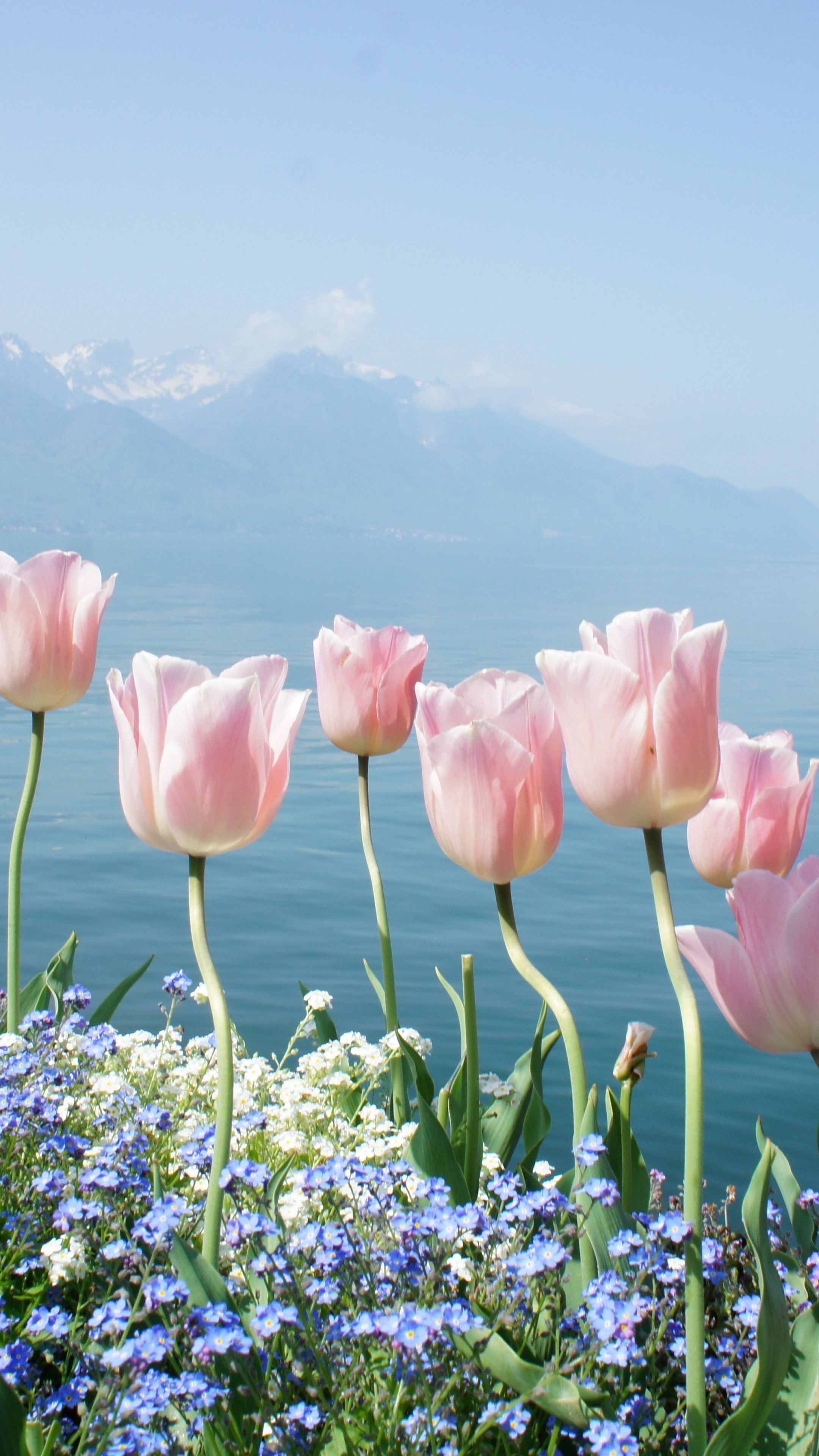 2160x3840 Wallpaper tulip, 4k, HD wallpaper, spring flowers, mountains, Nature
