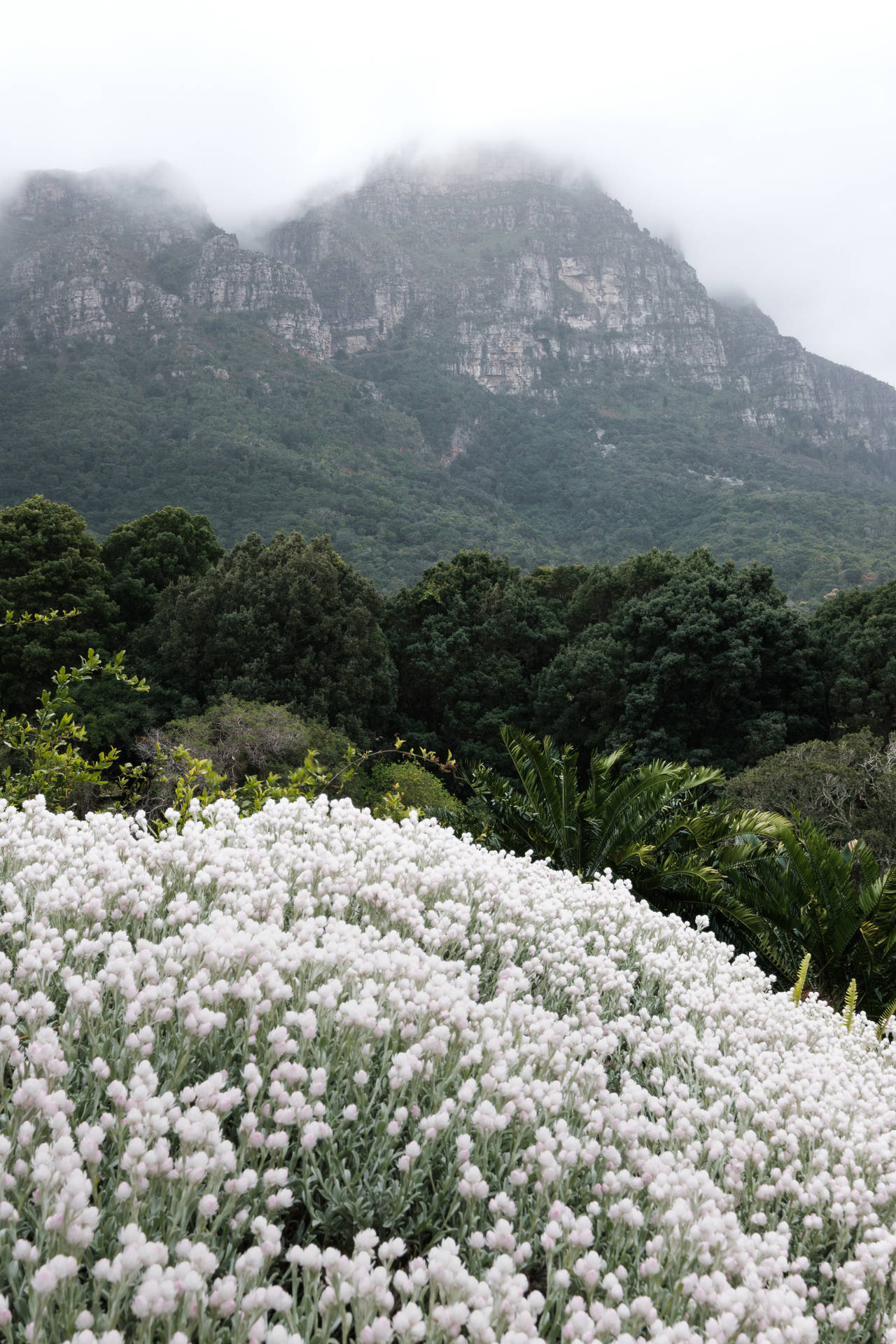 1280x1920 White Flowers Wallpaper