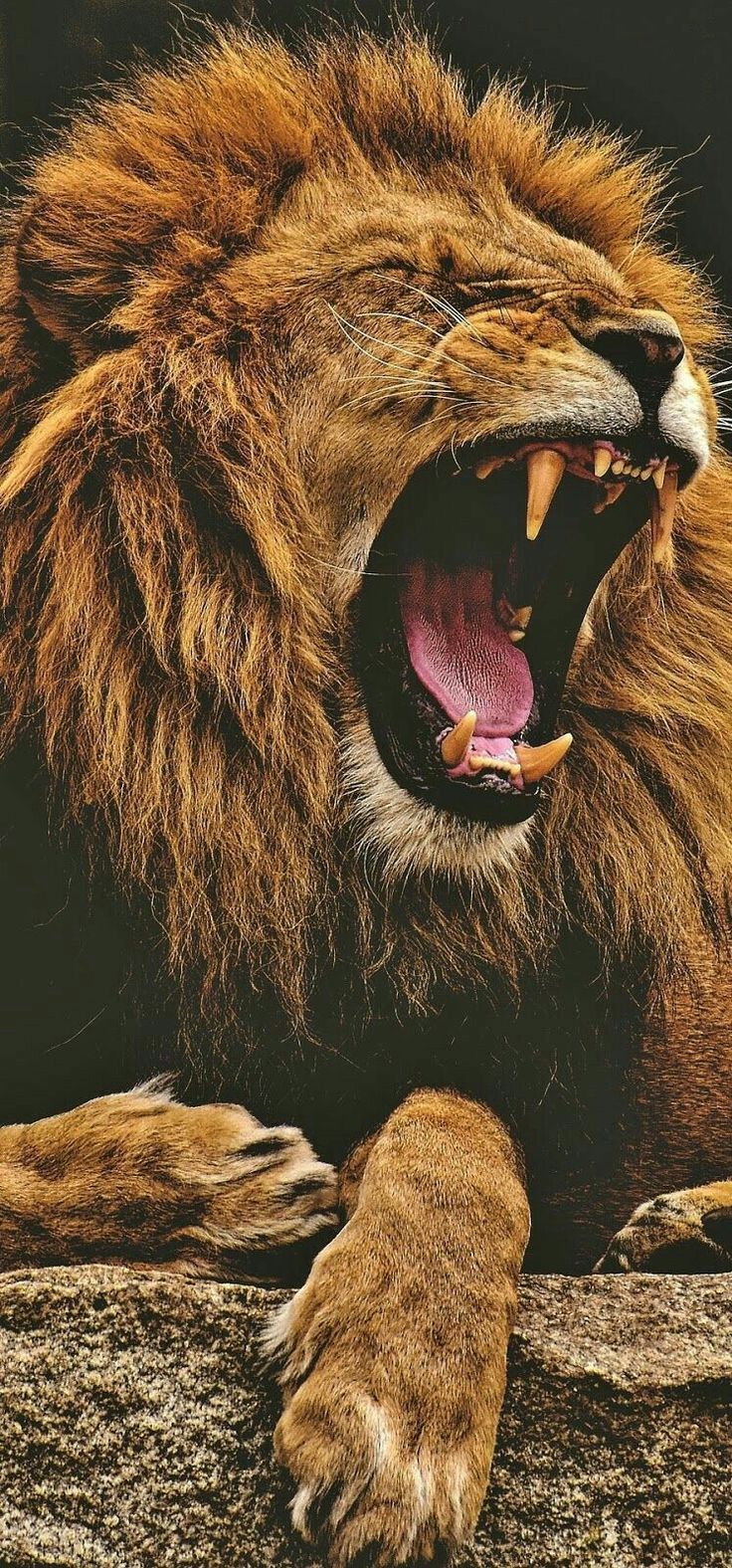736x1576 LION HD WALLPAPER. Löwe fotografie, Tier wallpaper, Löwe liebe