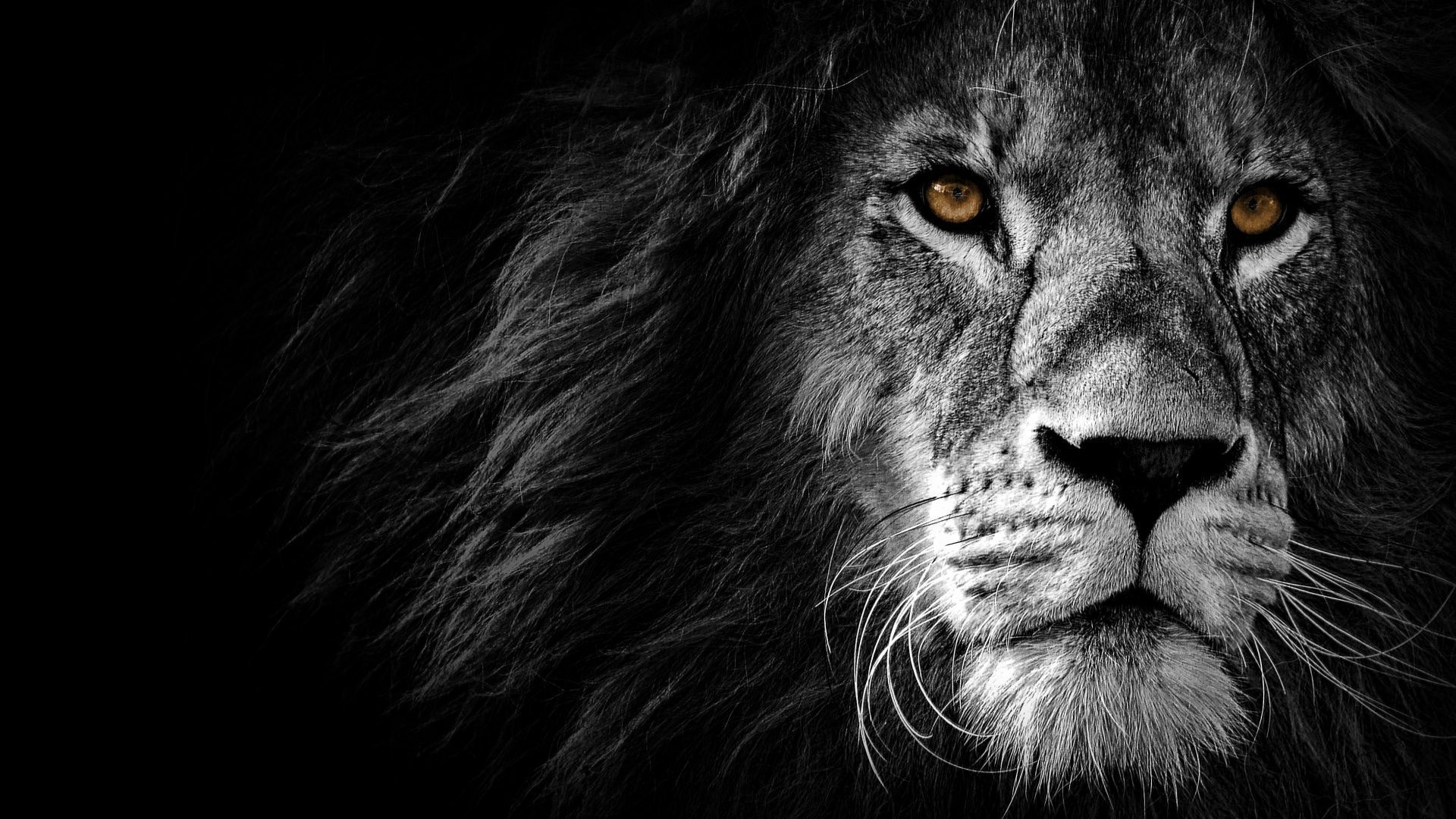1920x1080 Lion Wallpaper 4K, AMOLED, Wild, African, Predator