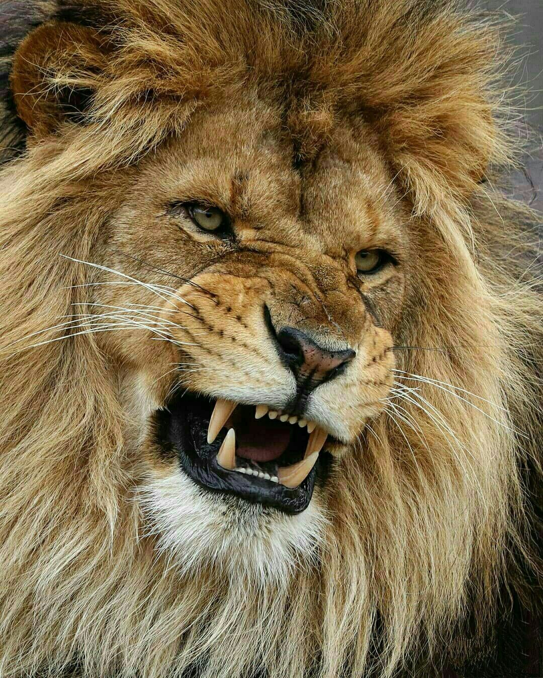 1080x1350 LION WALLPAPER. Lions photo, Lion picture, Lion photography