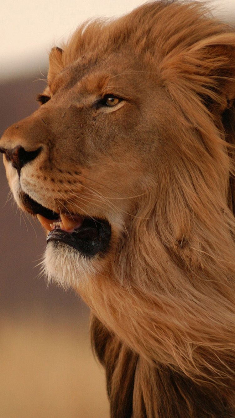 750x1334 Free download Wild Lion iphone 6 Wallpaper HD Wallpaper For iPhone 6 [750x1334] for your Desktop, Mobile & Tablet. Explore Lion iPhone 6 Wallpaper. Batman Wallpaper iPhone iPhone 6 Wallpaper, iPhone 6 Wallpaper