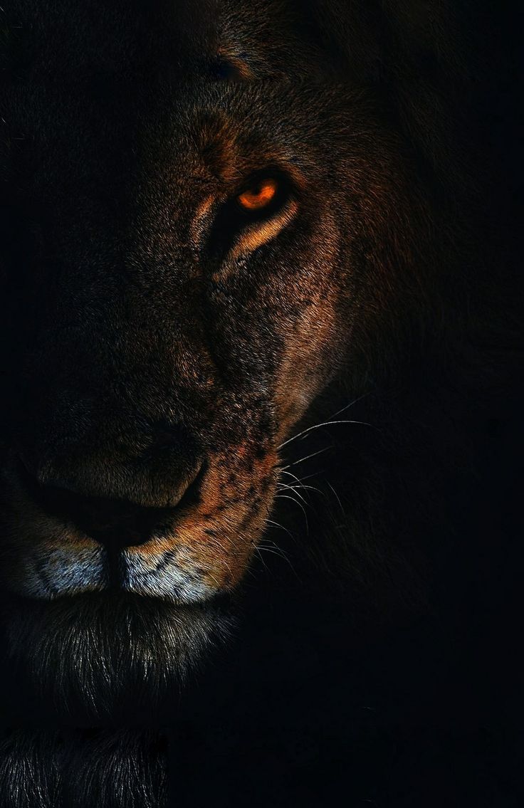 736x1135 Lion wallpaper. Lion wallpaper, Lion HD wallpaper, Eagle wallpaper
