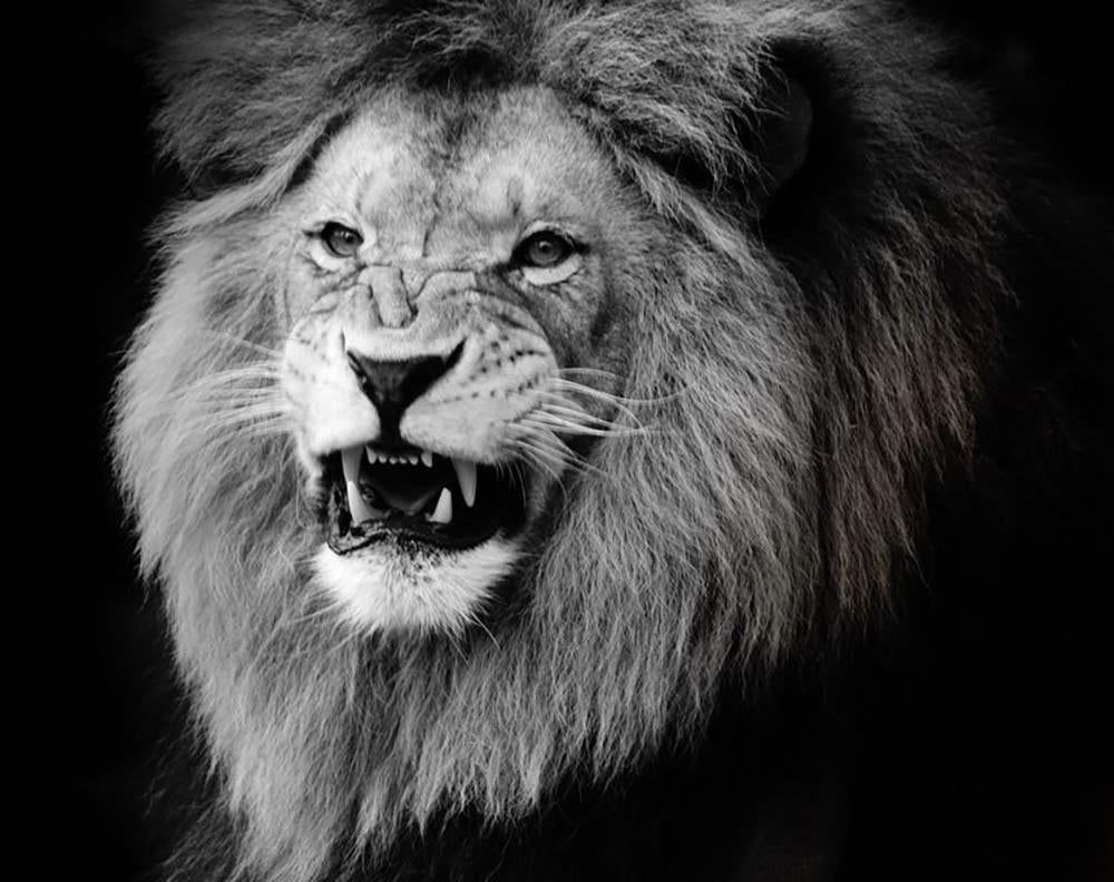1000x792 Wild lion portrait in black and white. Wall Mural Wallpaper. Canvas Art Rocks
