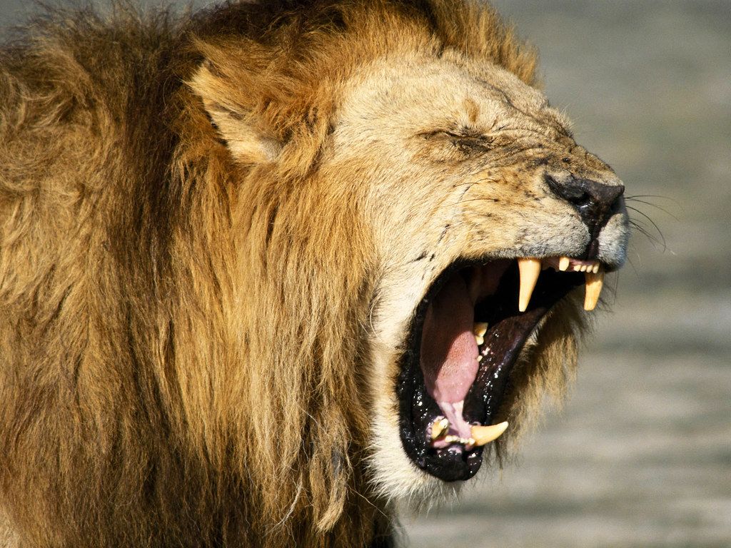 1024x768 Best Lion Wallpaper. lions wallpaper lion photo animals h