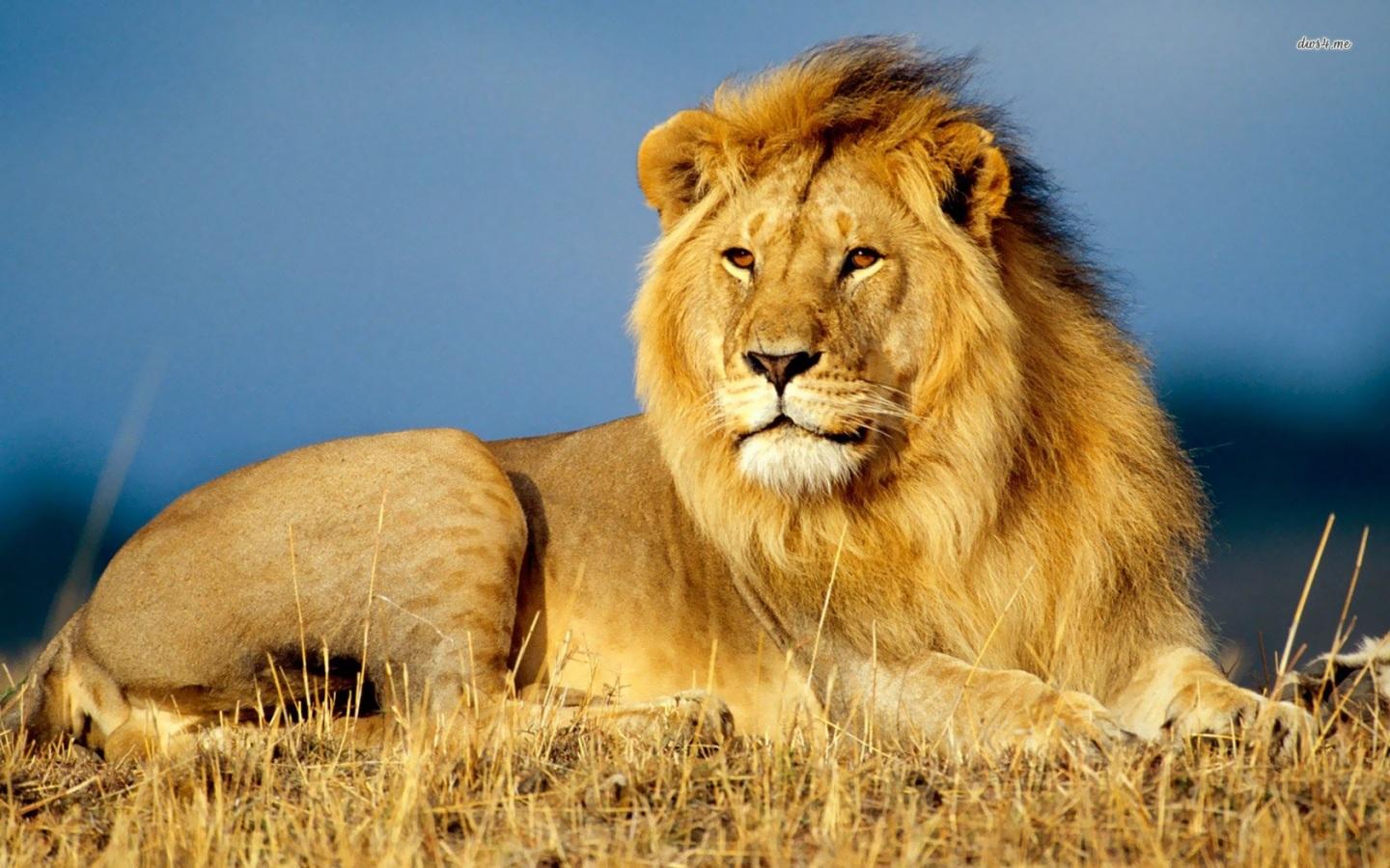 1440x900 Wild Animals Wallpaper Free For Wallpaperdancom Animals Lion Wallpaper Mega Wallpaper Wallpaper. 照片图像