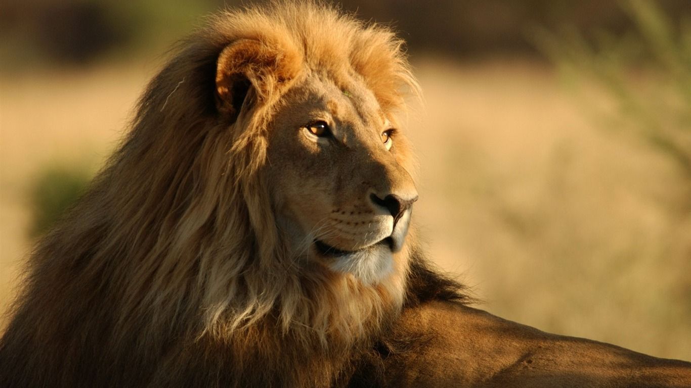 1366x768 Lion Observing Wild Animals Photo Wallpaper