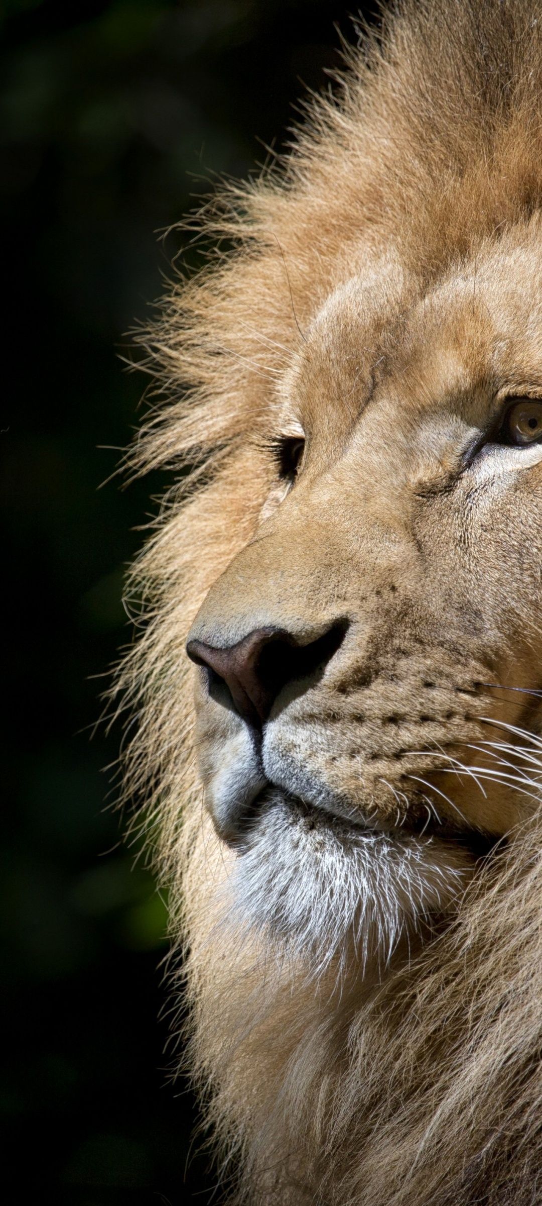 1080x2400 African Lion Wallpaper 4K, Face, Big cat, Predator
