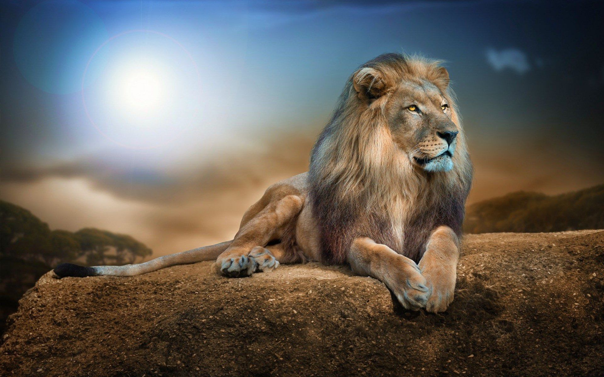 1920x1200 1920x1200 lion full HD wallpaper new Gallery HD Wallpaper