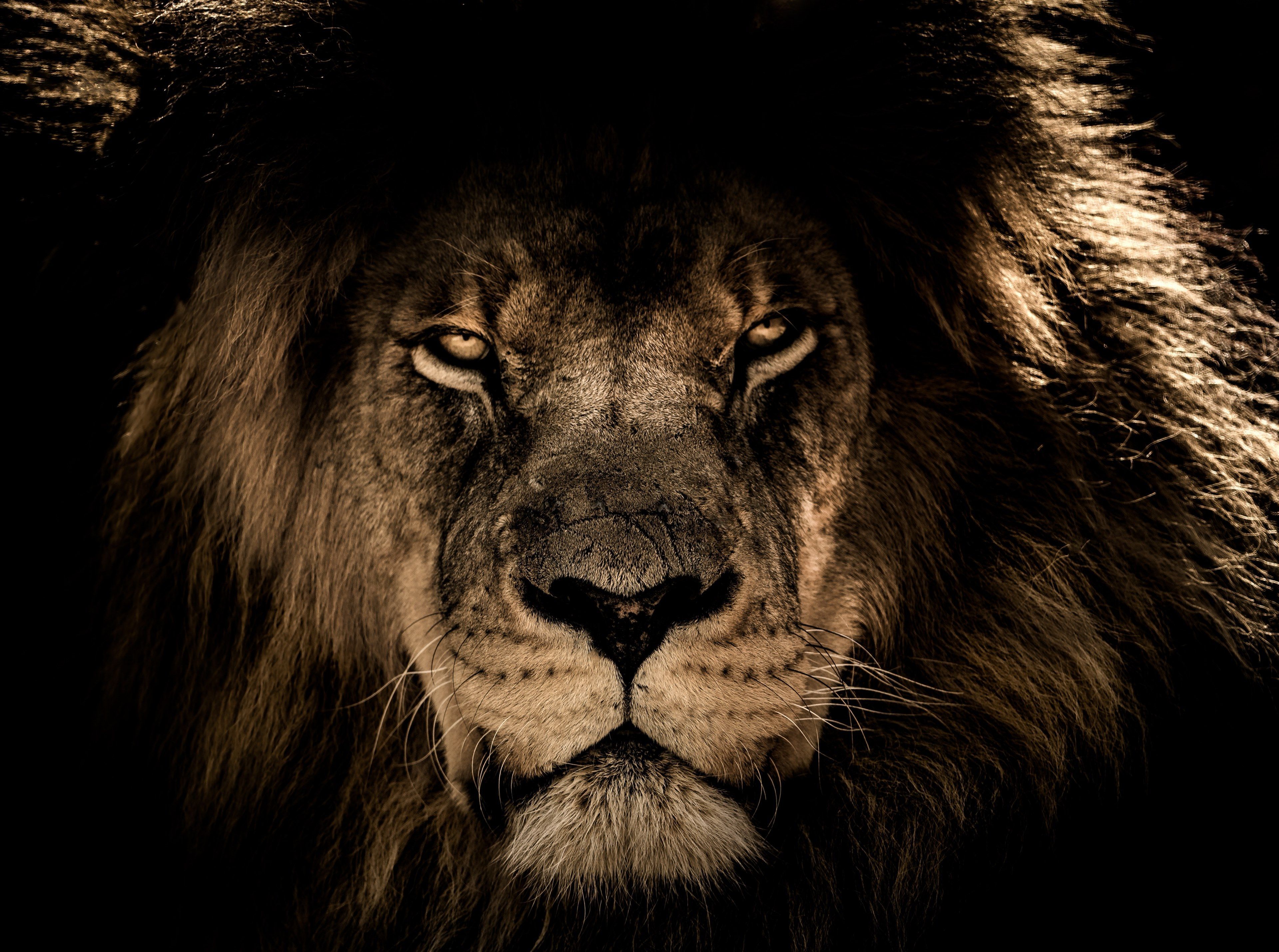 3840x2859 Wallpaper / african lion mane close eyes wildlife wild 4k wallpaper free download