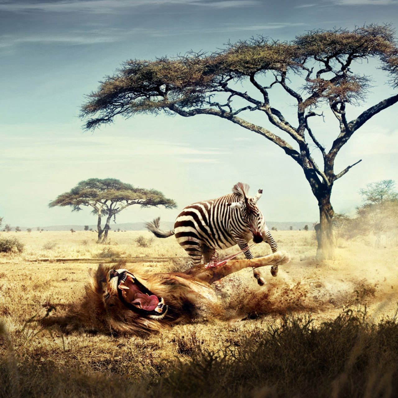 1280x1280 Wallpaper 4k Wild Lion Zebra Chase Wallpaper