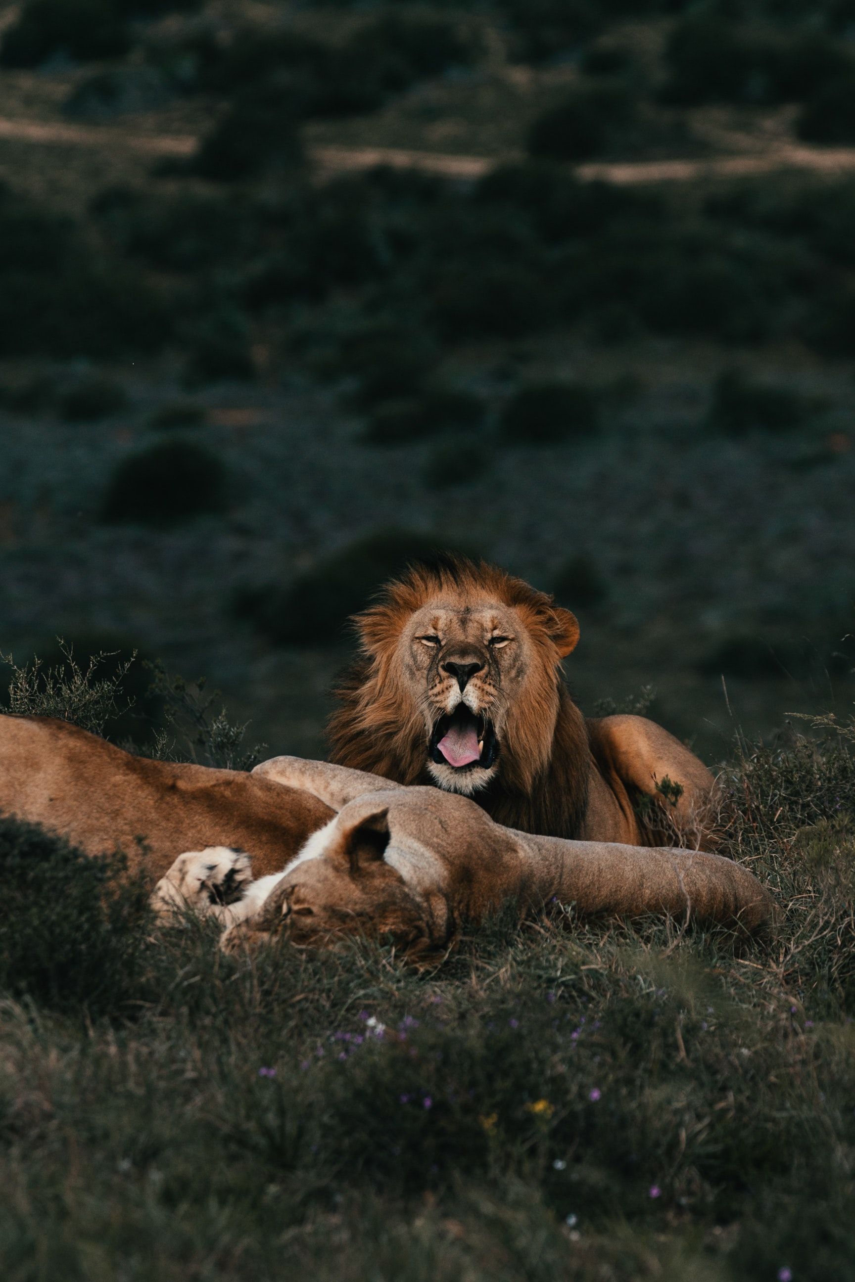 1728x2592 Wild lion and lionesses resting on grass · Free