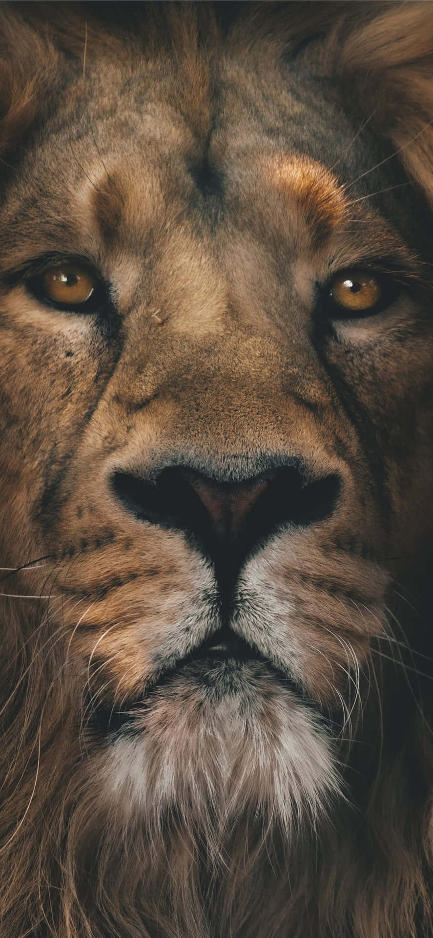 887x1920 Download A Majestic Lion Roaring in the Wild