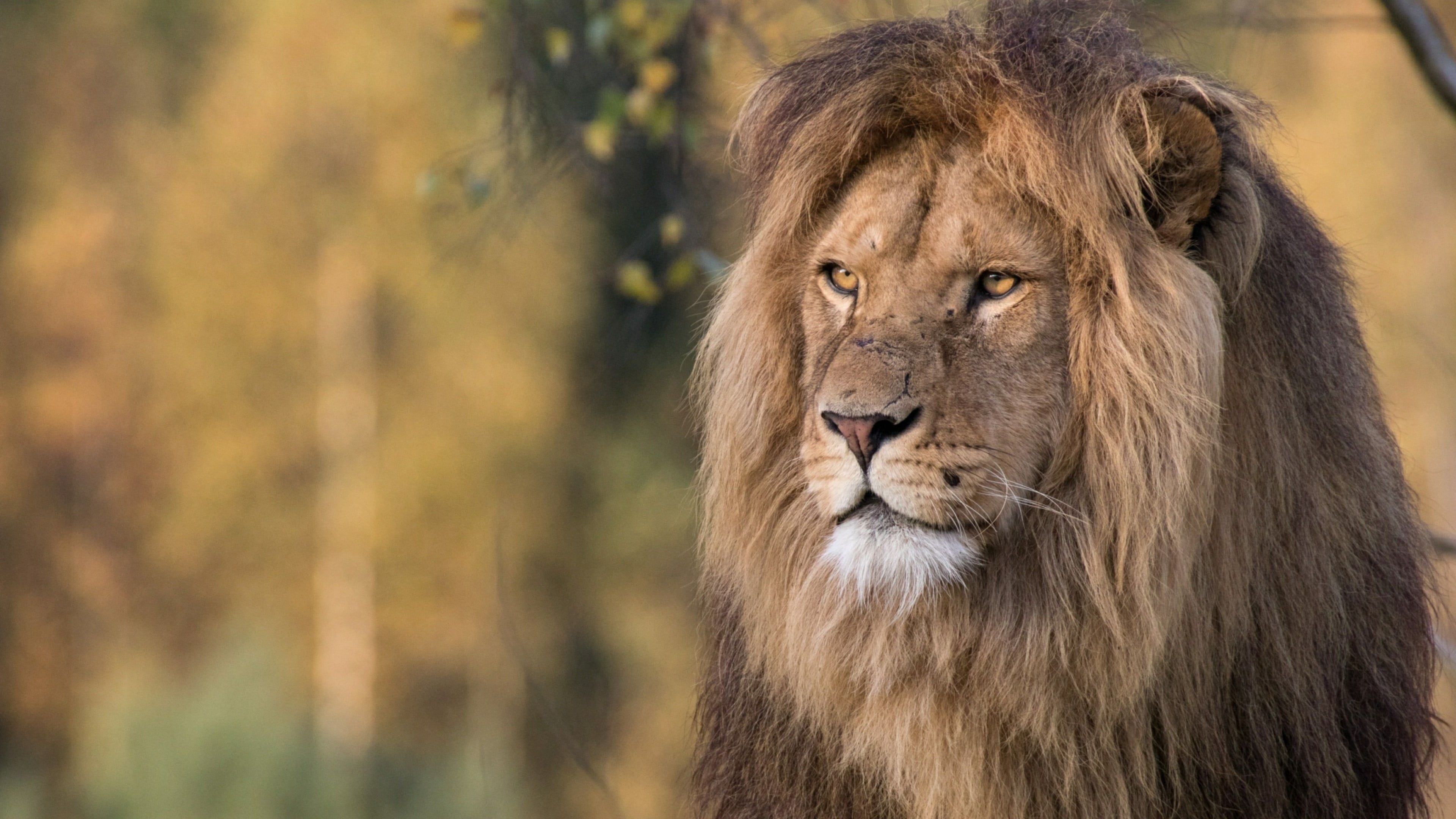 3840x2160 Wallpaper / one animal, terrestrial animal, animal head, animals in the wild, cat, male animal, wild animal, lion, lion, big cat, lion king, animal themes free download