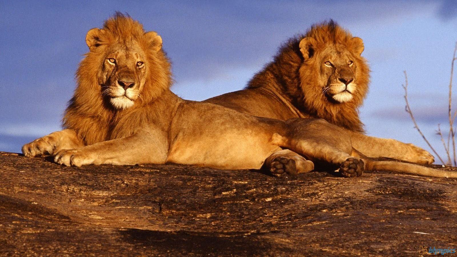1600x900 Wild Lion Wallpaper