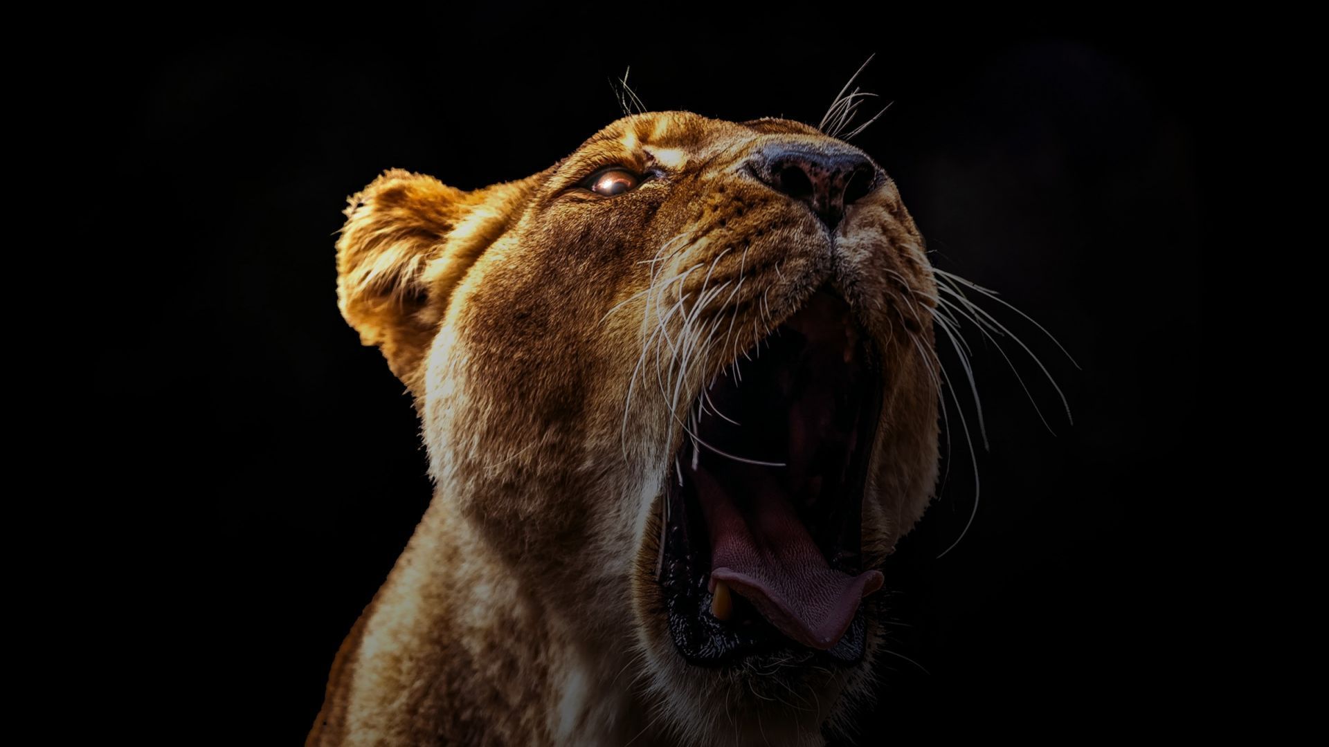 1920x1080 Desktop Wallpaper Lion Roar, Wild Animal, Predator, Dark, HD Image, Picture, Background, R Ld5w