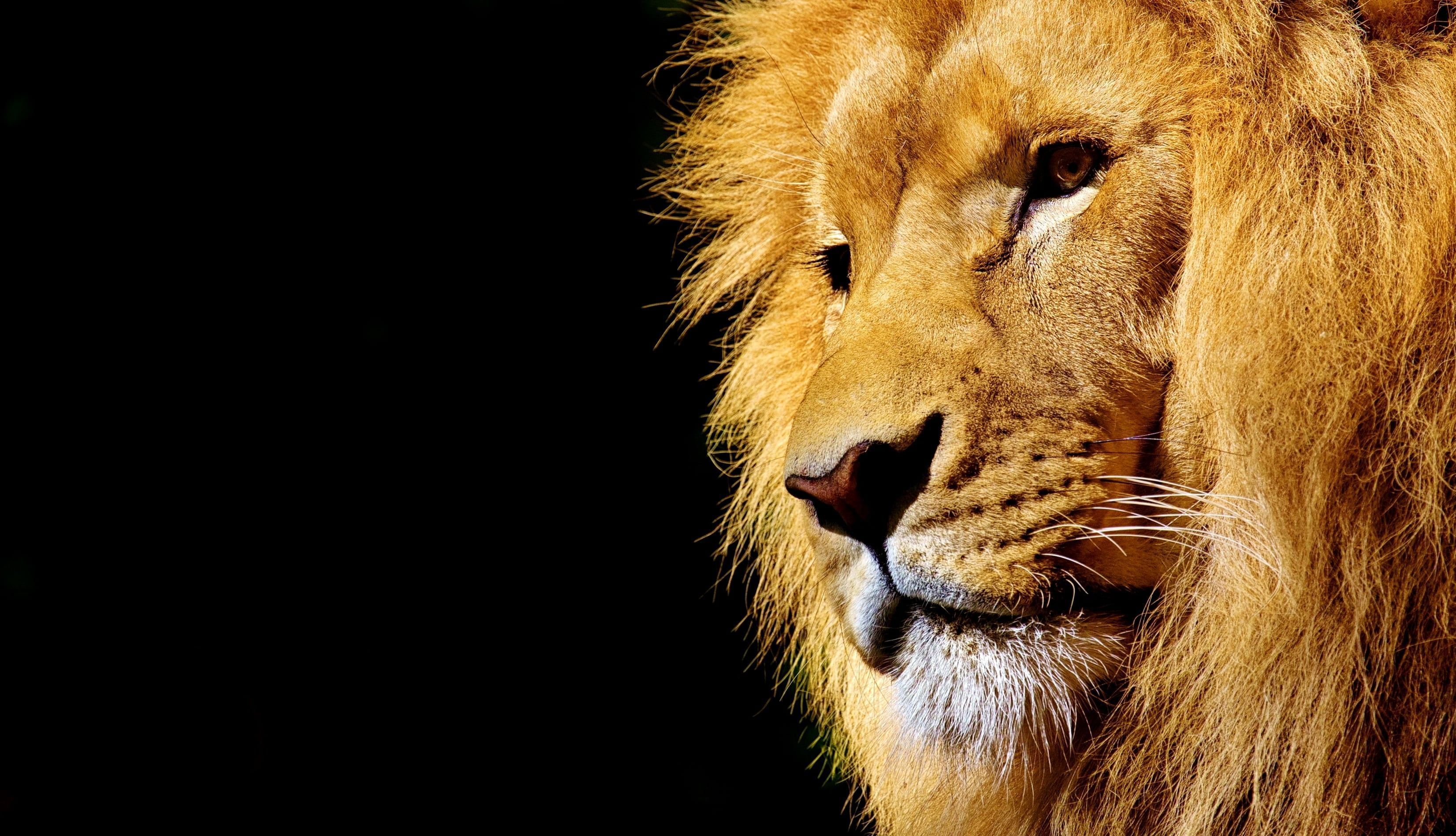 3303x1896 Wild lion Wallpaper Download
