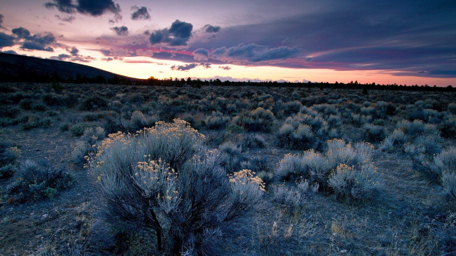 1920x1080 Desert Plants in Sunrise desktop wallpaper