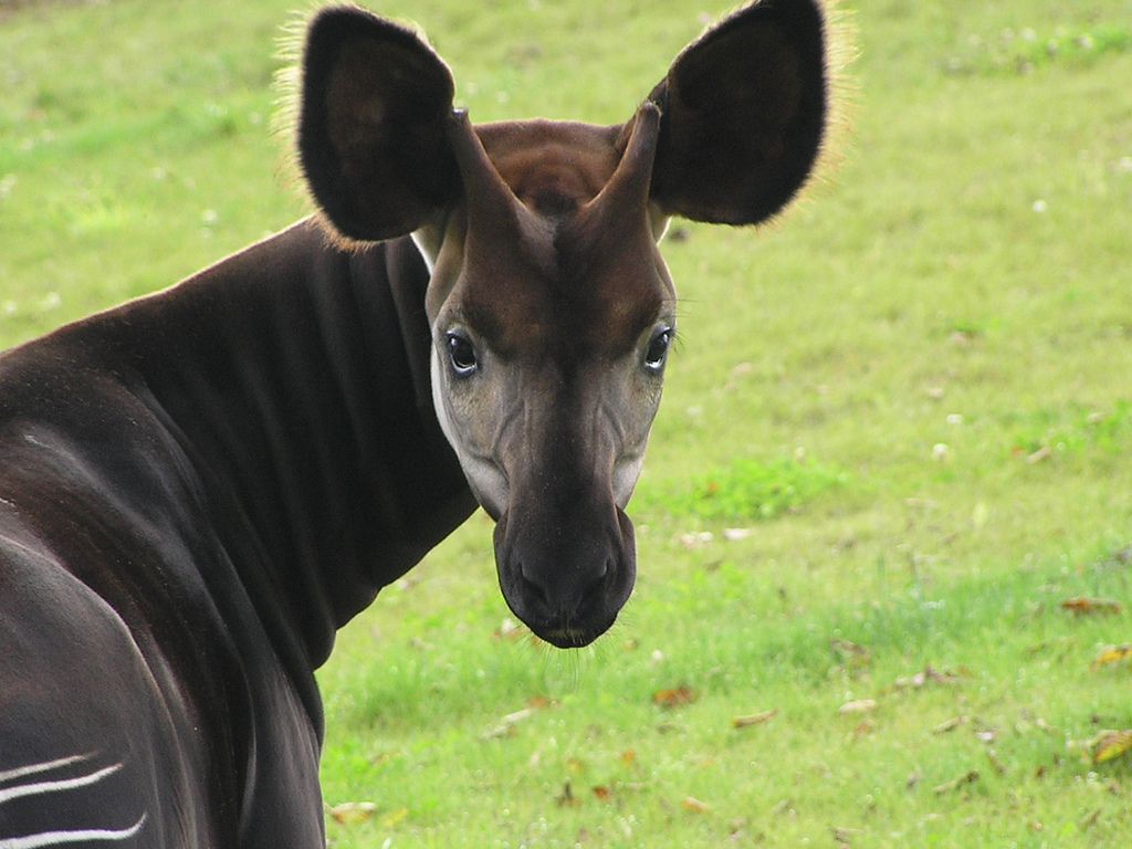 1024x768 Okapia johnstoni wallpaper con Google. Okapi, Animals beautiful, Animals wild