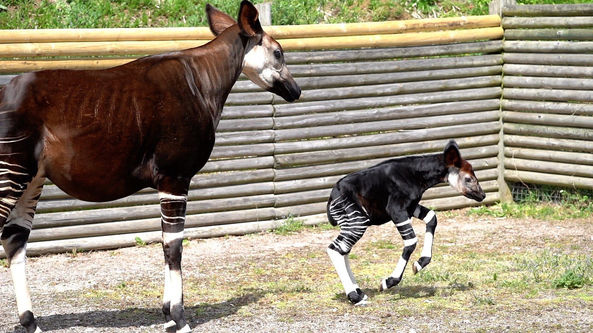 1920x1080 Endangered okapi calf born at Marwell Zoo