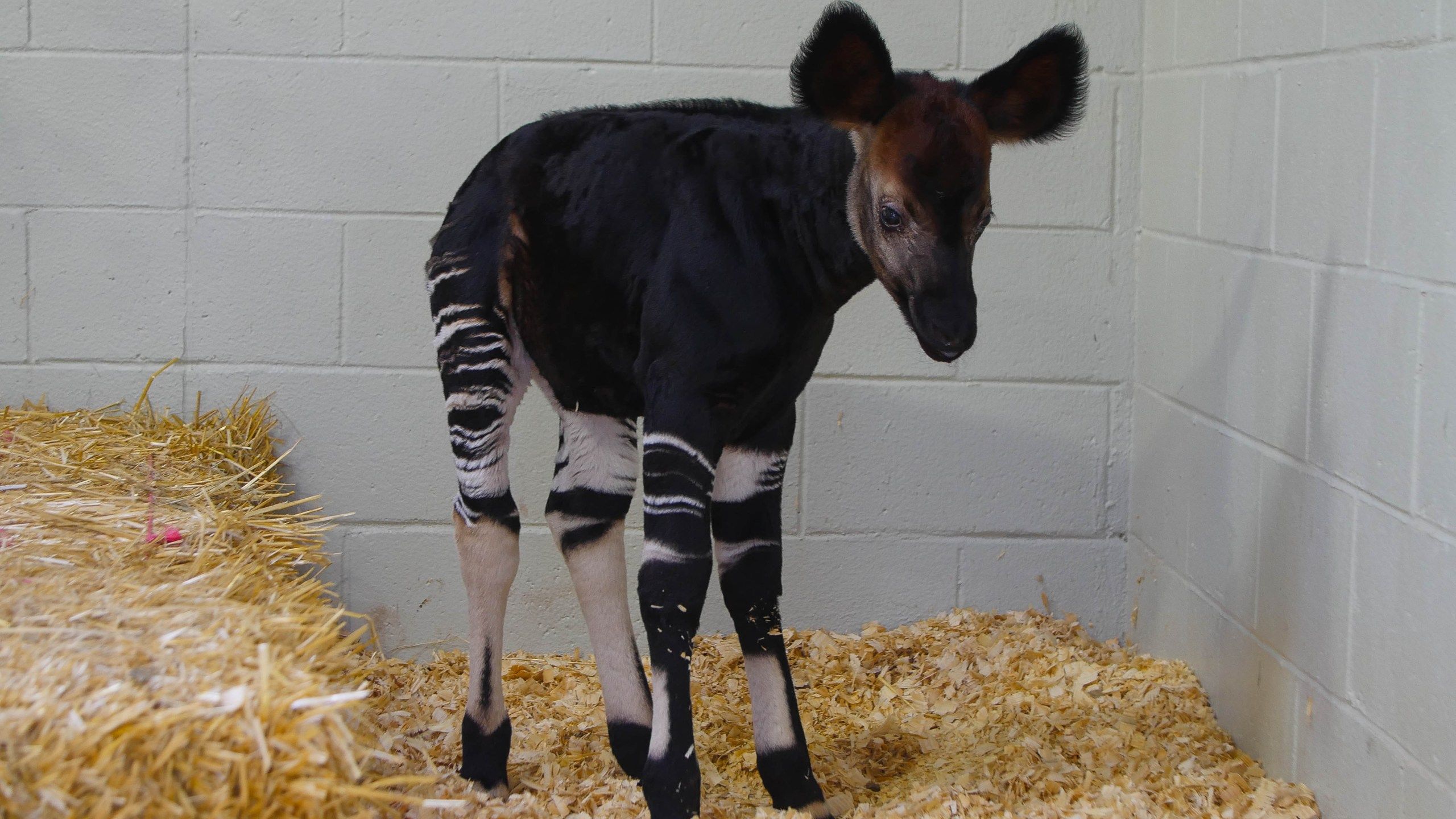 2560x1440 Rare forest giraffe born in New Orleans