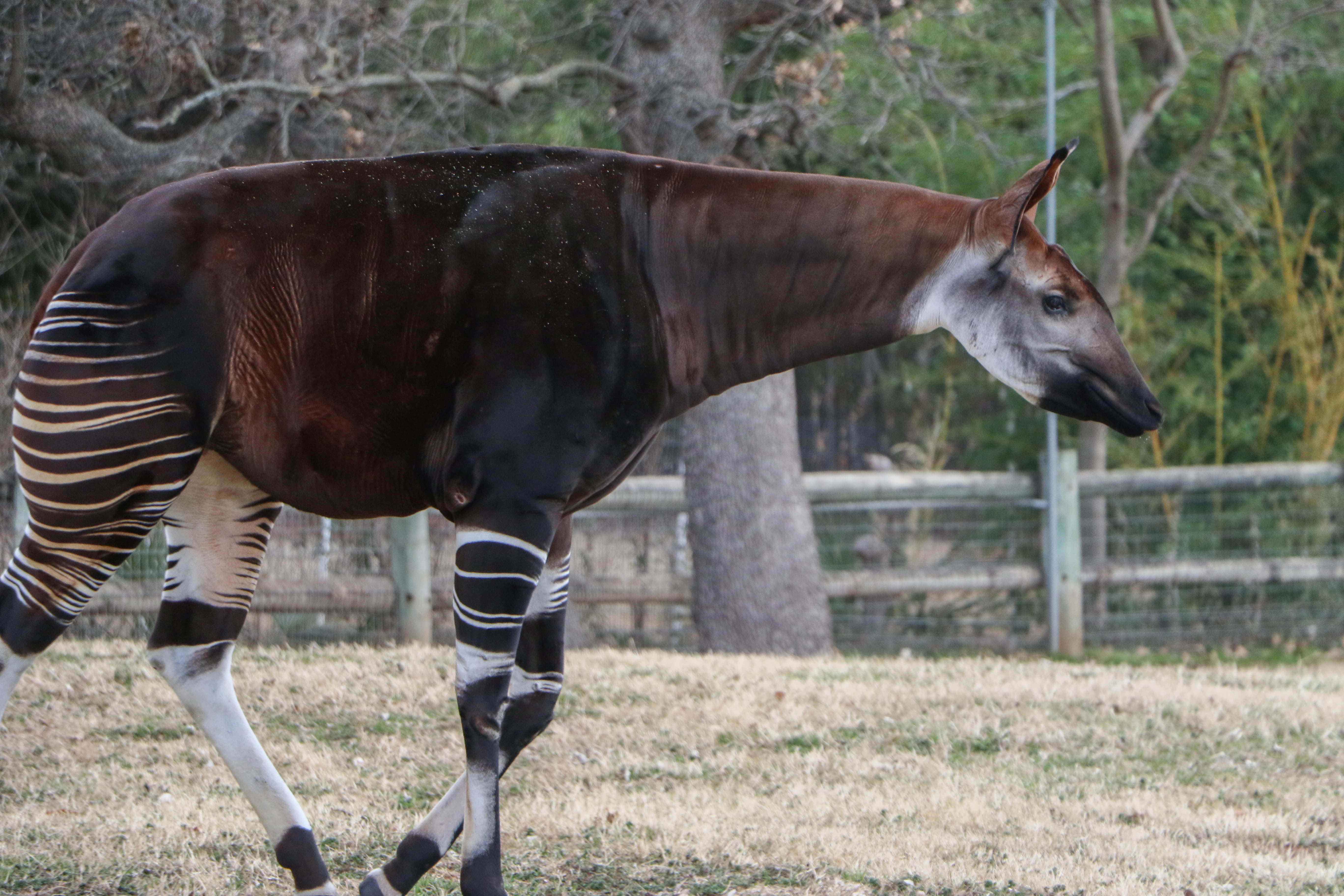 5472x3648 okapi 1080P, 2k, 4k Full HD Wallpaper, Background Free Download