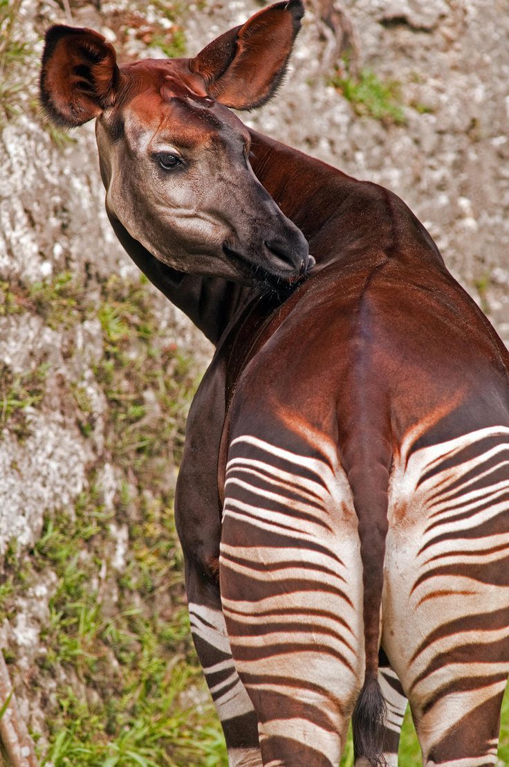 736x1108 animals. Okapi, Bizarre animals, Animals