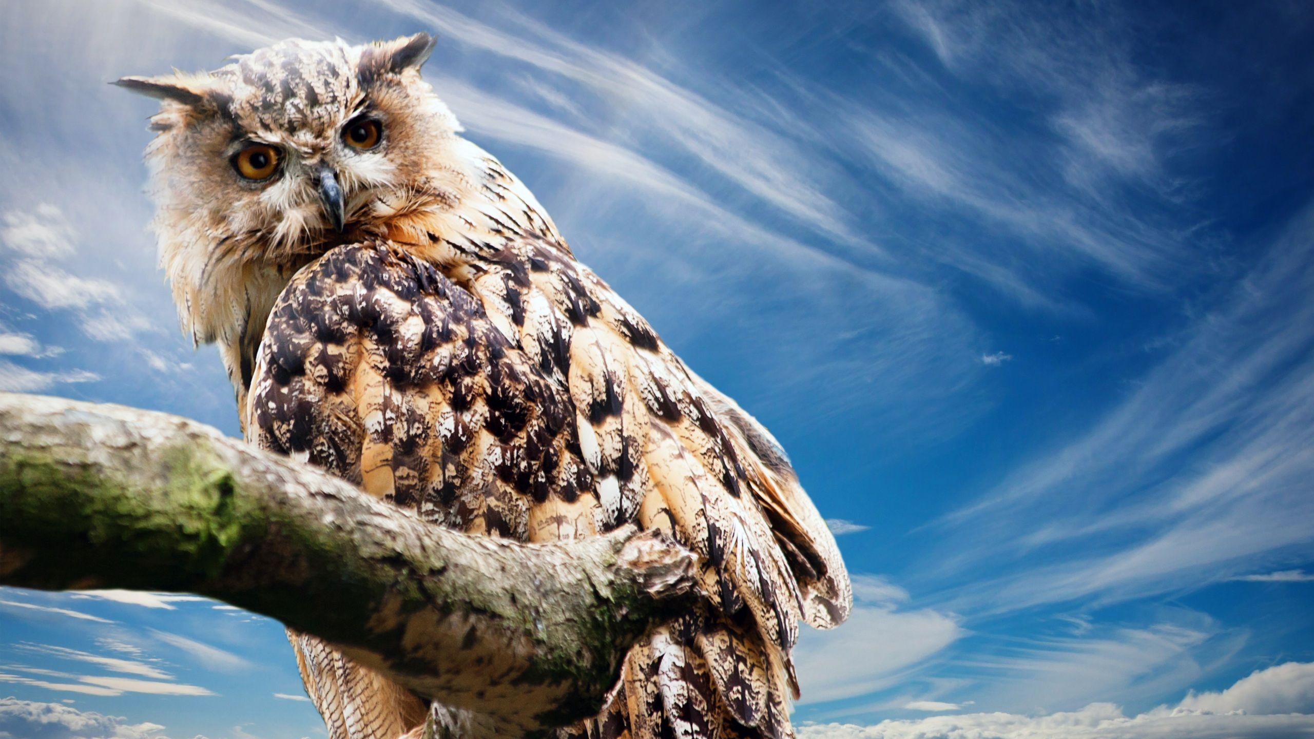 2560x1440 Wallpaper 4k Owl Wallpaper