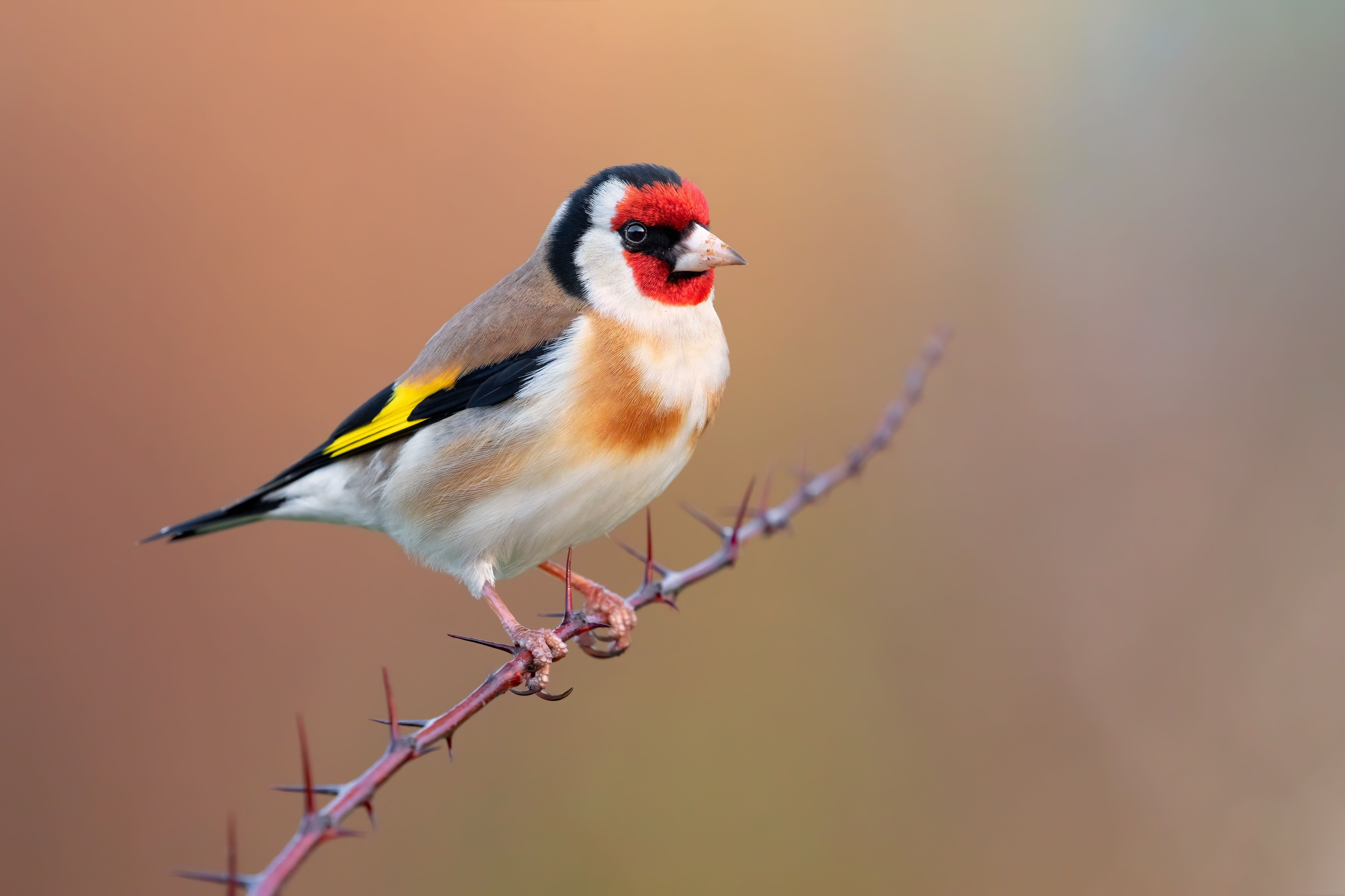 4500x3000 Goldfinch 4K Gallery HD Wallpaper