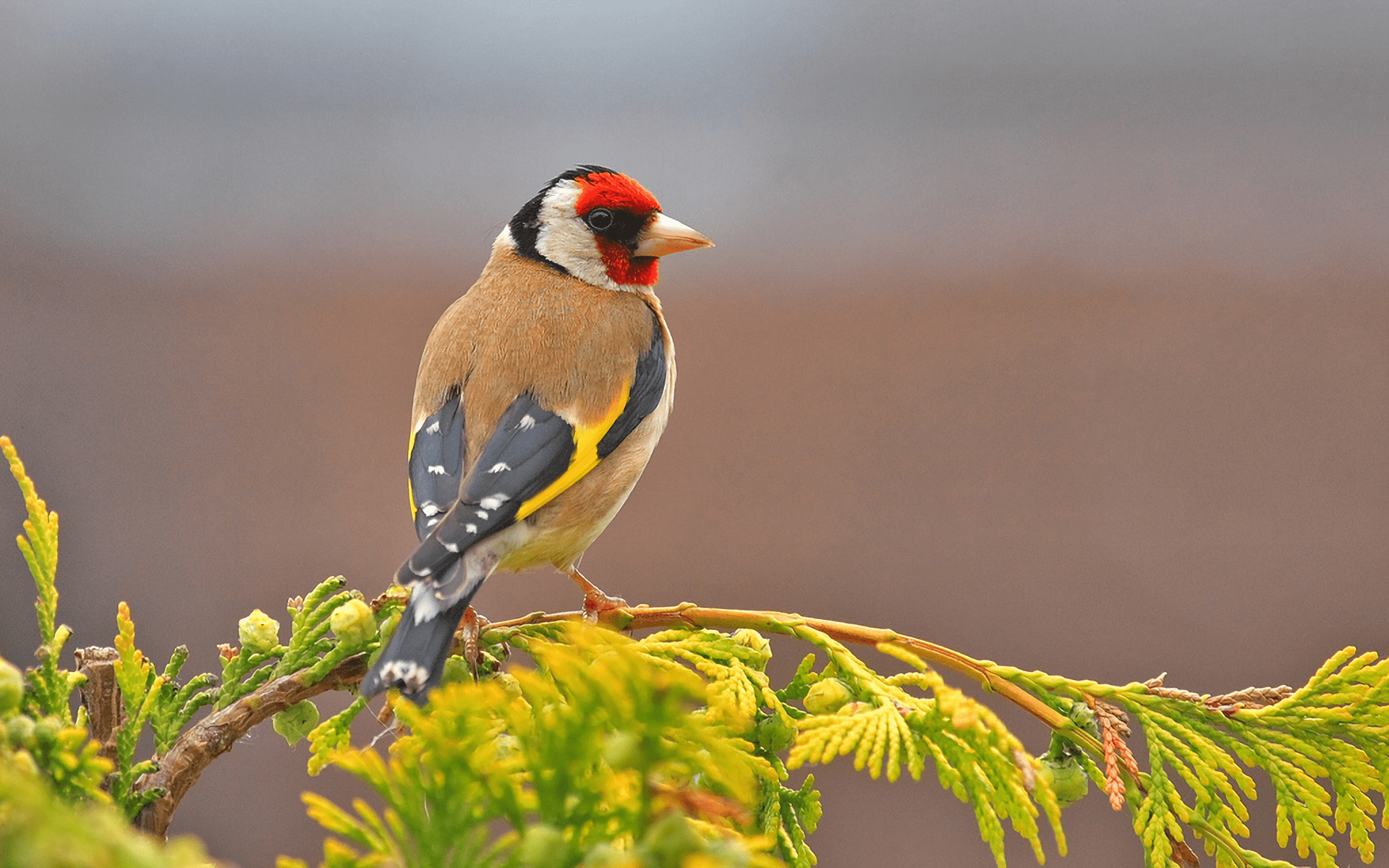 1920x1200 European Goldfinch (carduelis carduelis)
