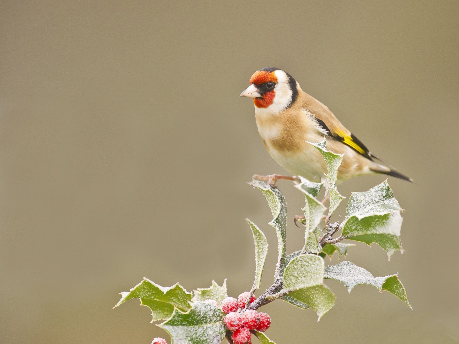 1920x1440 Animal Goldfinch HD Wallpaper