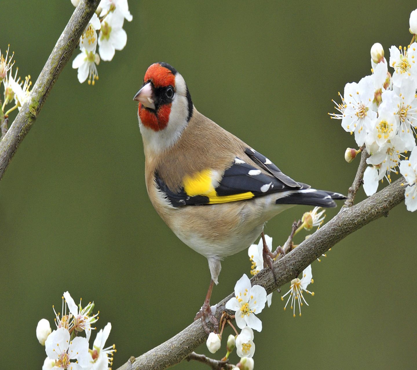 Goldfinch Wallpapers - Top Free Goldfinch Backgrounds - WallpaperAccess