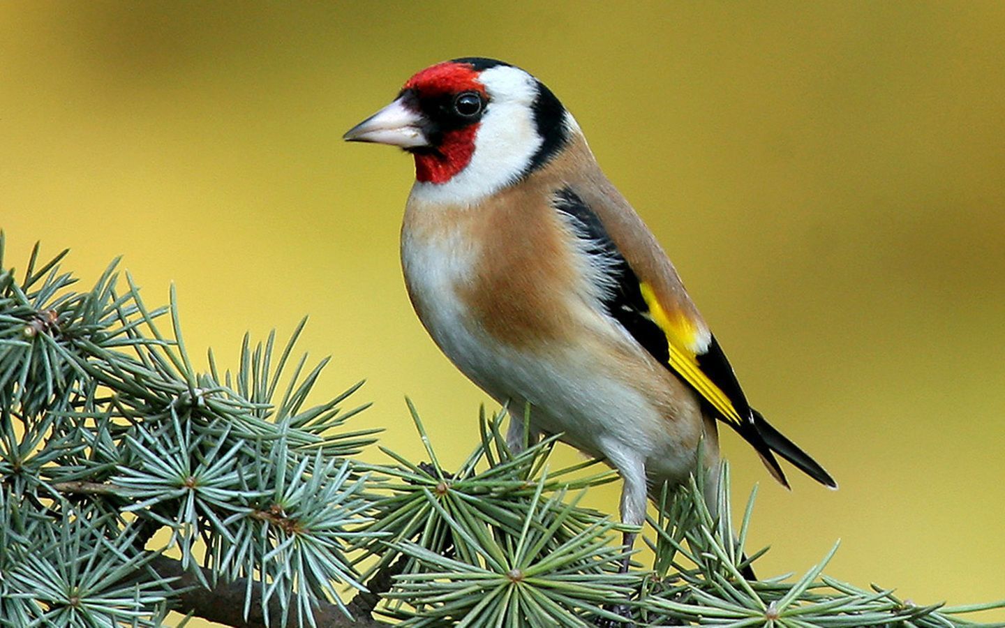 1440x900 Free download Tree Wallpaper photo and wallpaper All Goldfinch Tree Wallpaper [1440x900] for your Desktop, Mobile & Tablet. Explore Wallpaper with Trees and Birds. Wallpaper with Birds and Branches