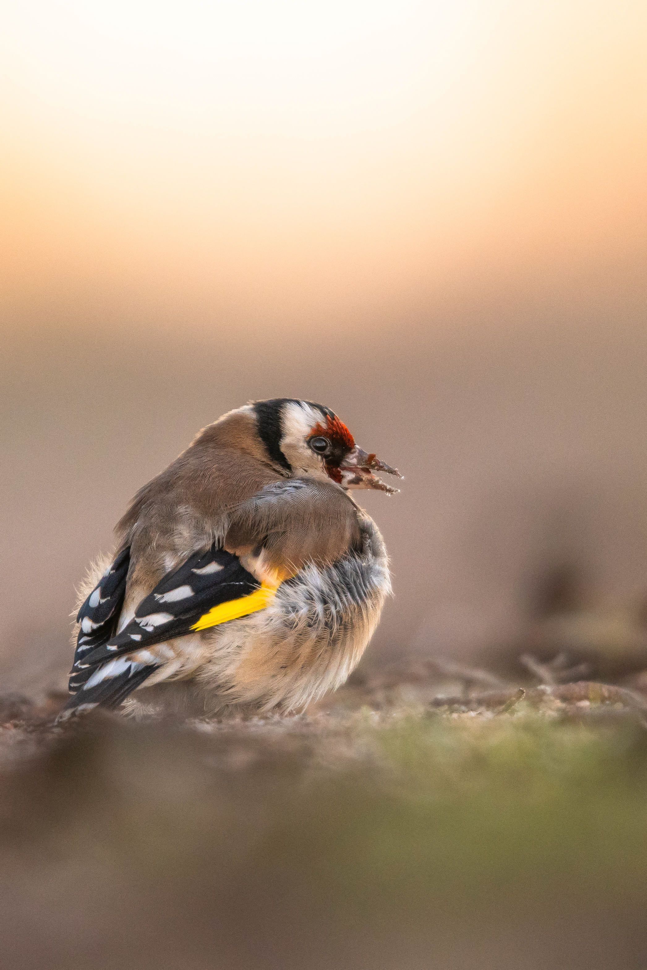 Goldfinch Wallpapers - Top Free Goldfinch Backgrounds - WallpaperAccess