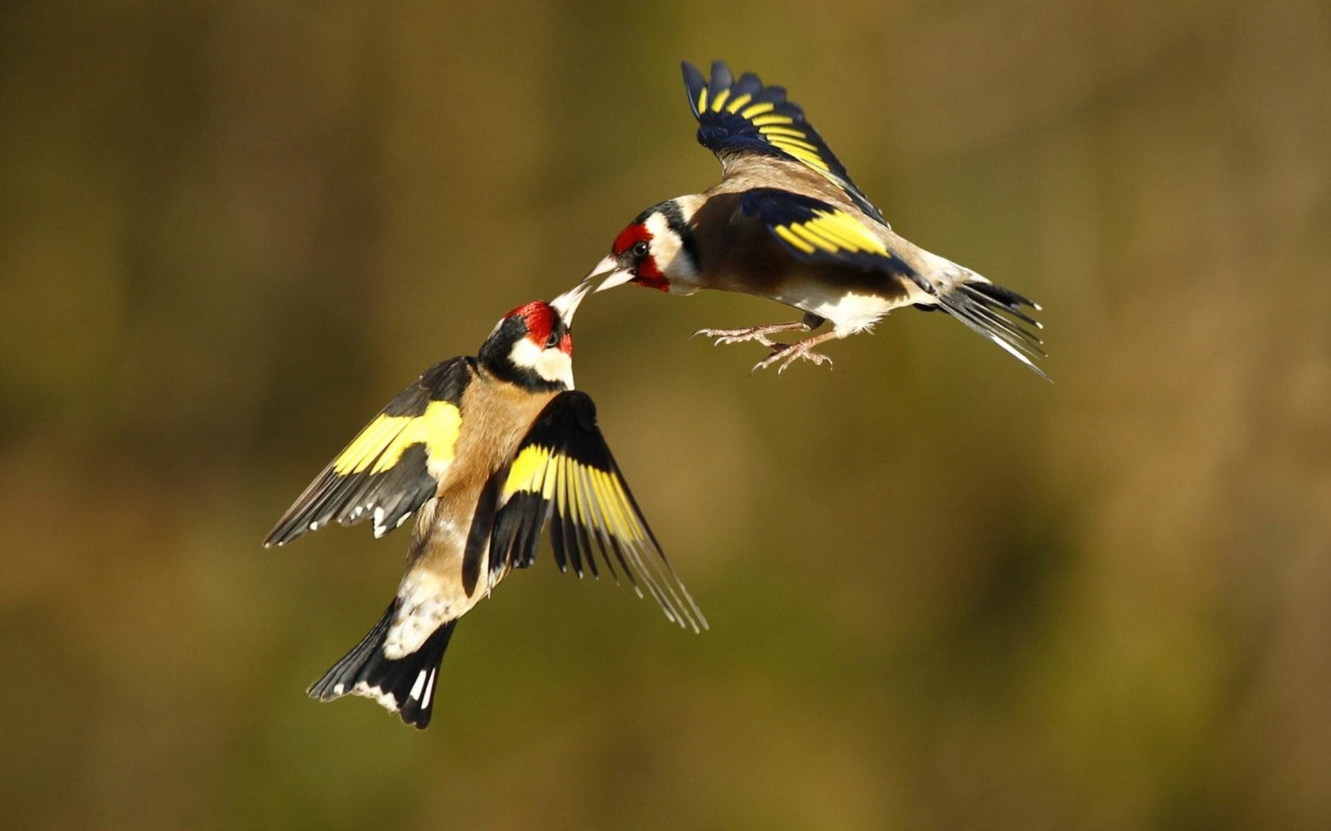 1920x1200 European Goldfinch (carduelis carduelis). Goldfinch, Pet birds, Finches bird