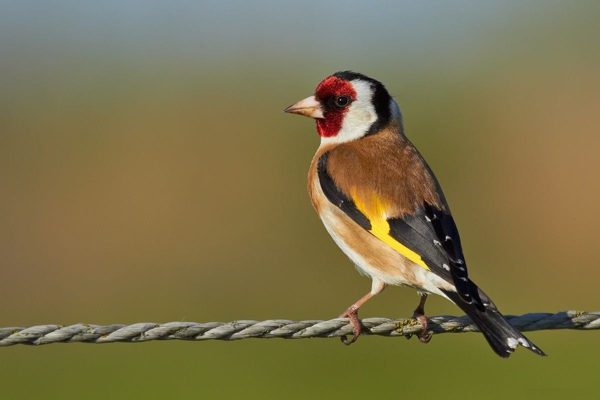 1200x800 European Goldfinch Facts, Temperament As Pets, Care, Picture