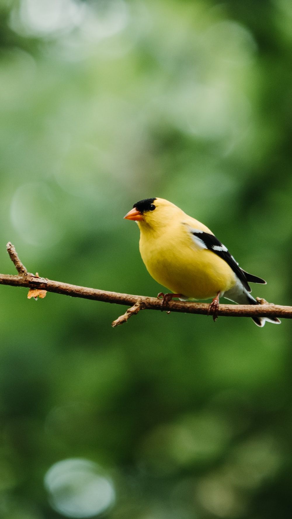 1000x1777 Goldfinch Picture. Download Free Image