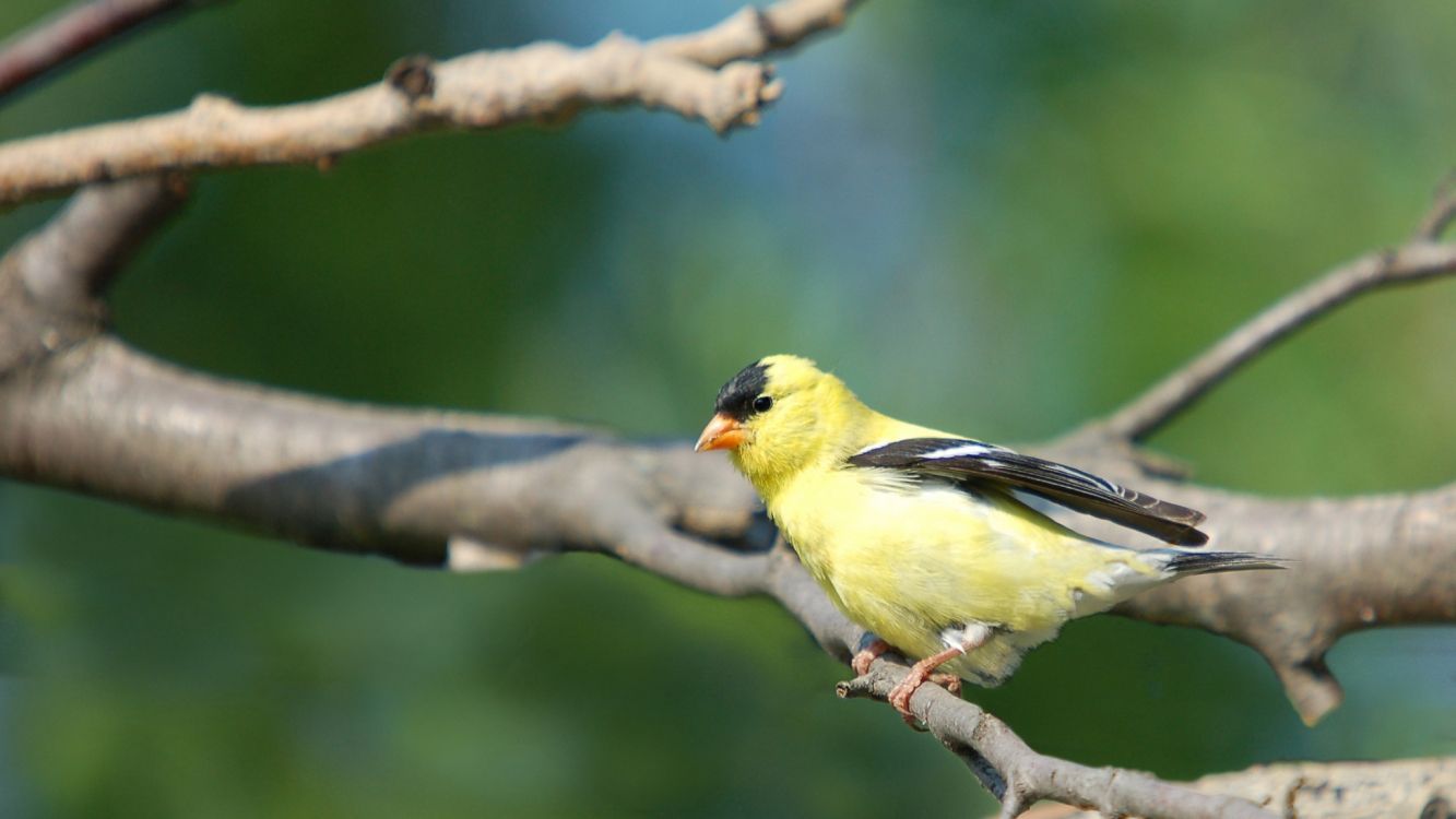 1333x750 Wallpaper Yellow and Black Bird on Tree Branch, Background Free Image