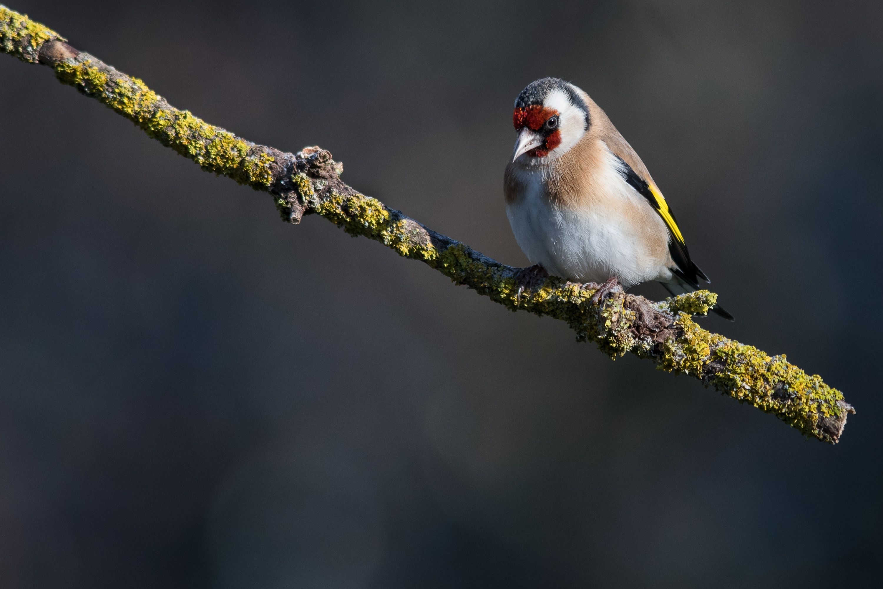 3000x2000 Animal Goldfinch HD Wallpaper