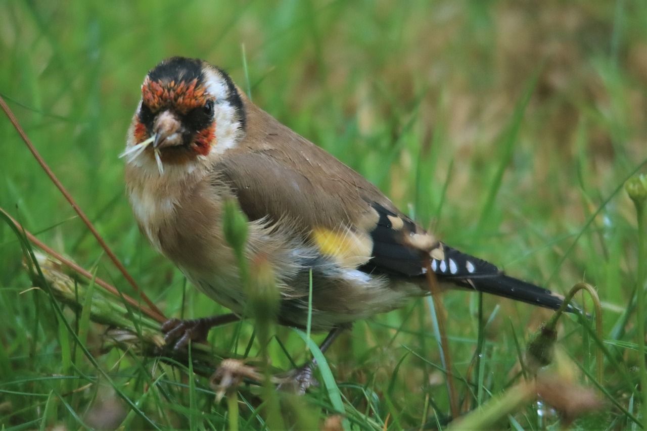1280x853 European Goldfinch Beak Small