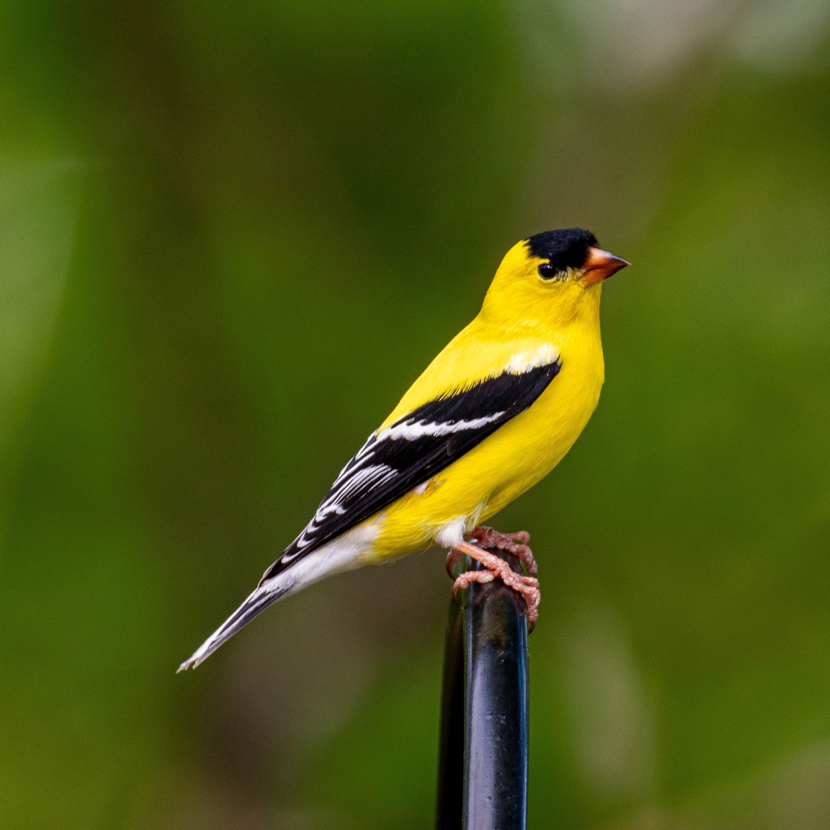 2780x2780 Download wallpaper 2780x2780 goldfinch, bird, bright, feathers ipad air, ipad air ipad ipad ipad mini ipad mini ipad mini ipad pro 9.7 for parallax HD background