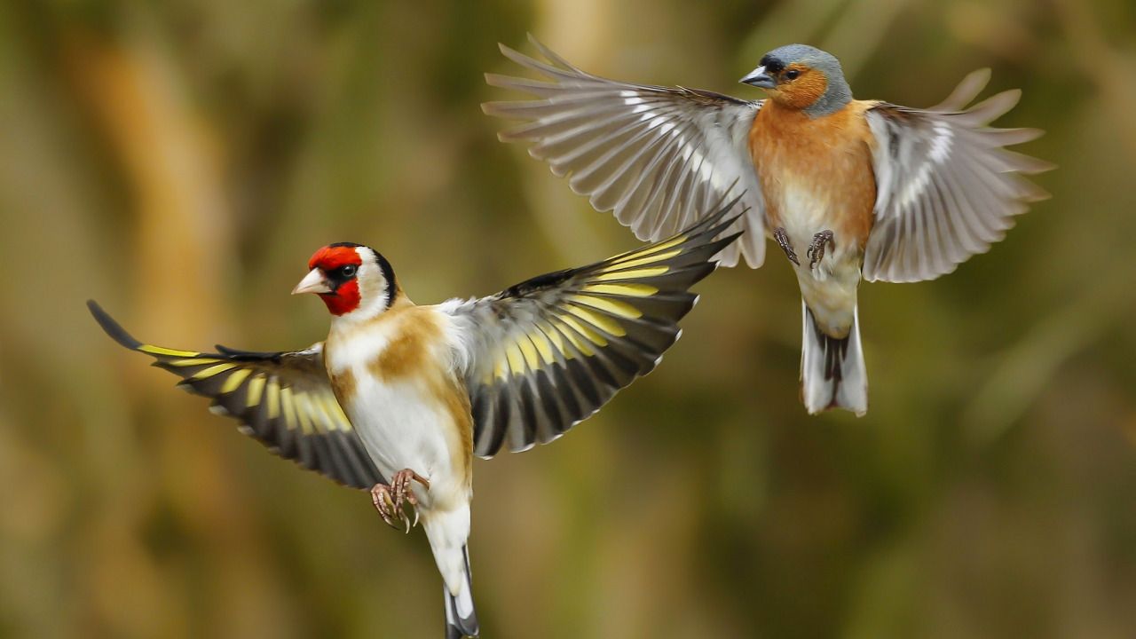 1280x720 Download wallpaper birds, wings, goldfinch, Chaffinch, section animals in resolution 1280x720
